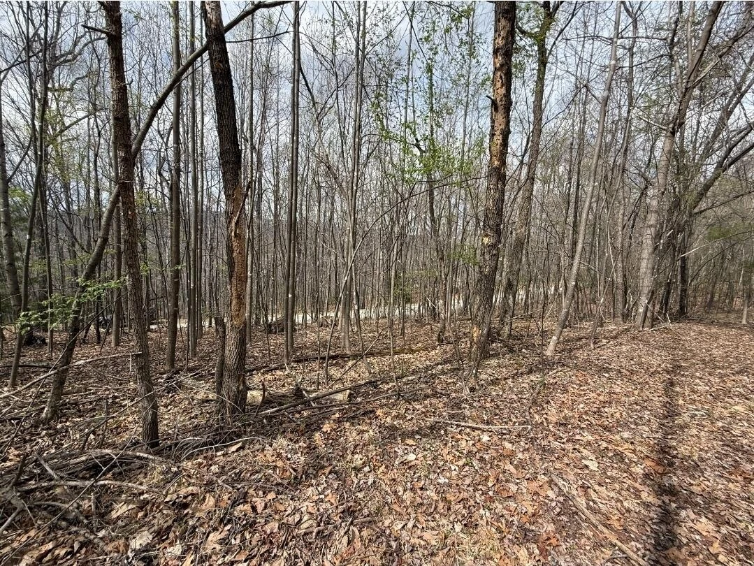 0 Back Creek RD - Photo 3