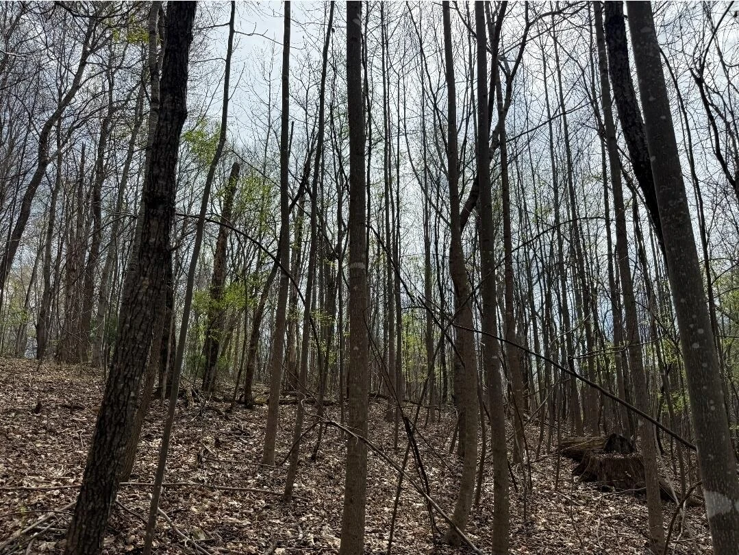 0 Back Creek RD - Photo 5