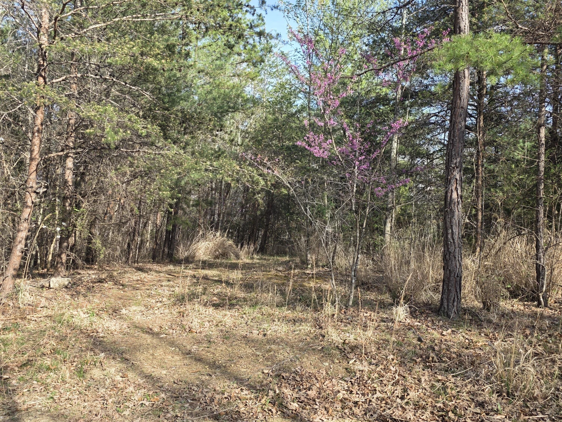 00 Knob Church RD - Photo 2