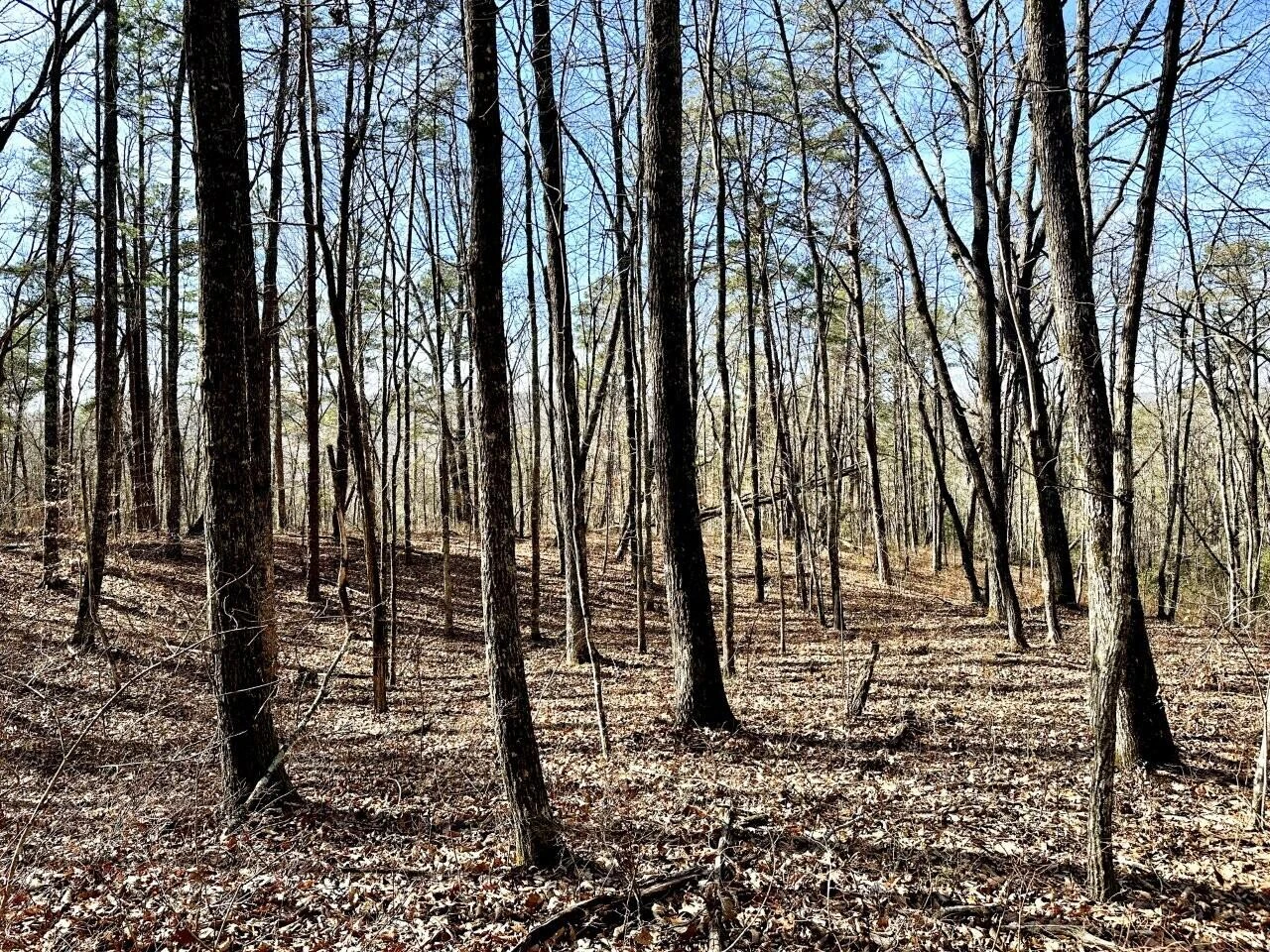 0 Hobbstown RD - Photo 8
