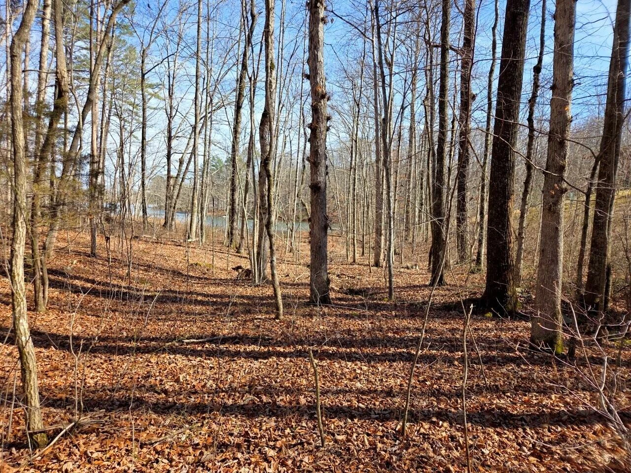 0 Fawn CIR - Photo 2