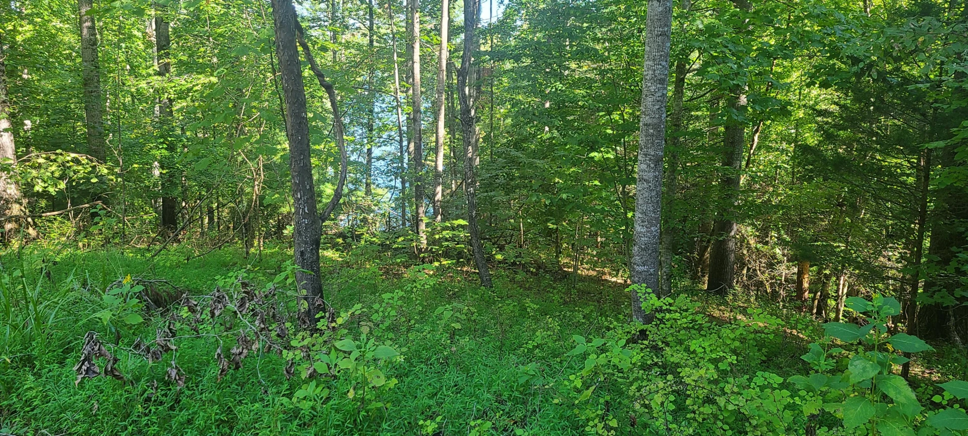 Lot 14 Hickory PL - Photo 11