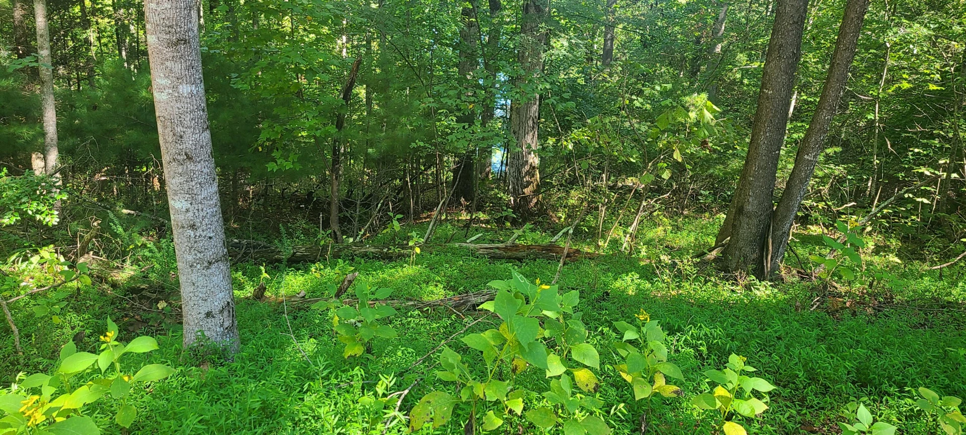 Lot 14 Hickory PL - Photo 14