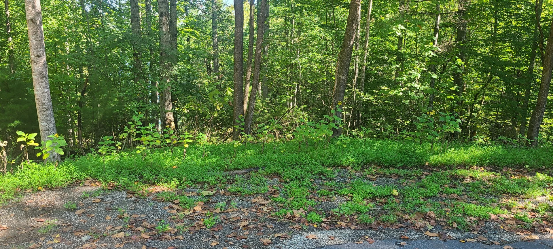 Lot 14 Hickory PL - Photo 15
