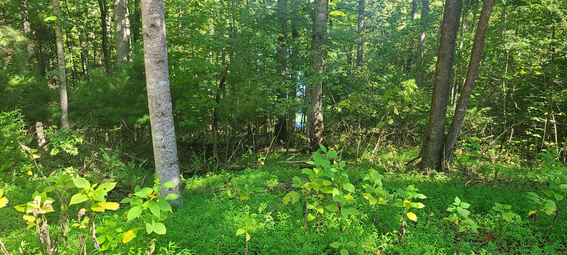 Lot 14 Hickory PL - Photo 16