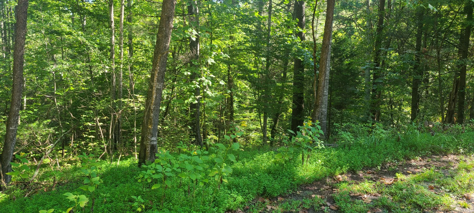 Lot 14 Hickory PL - Photo 17