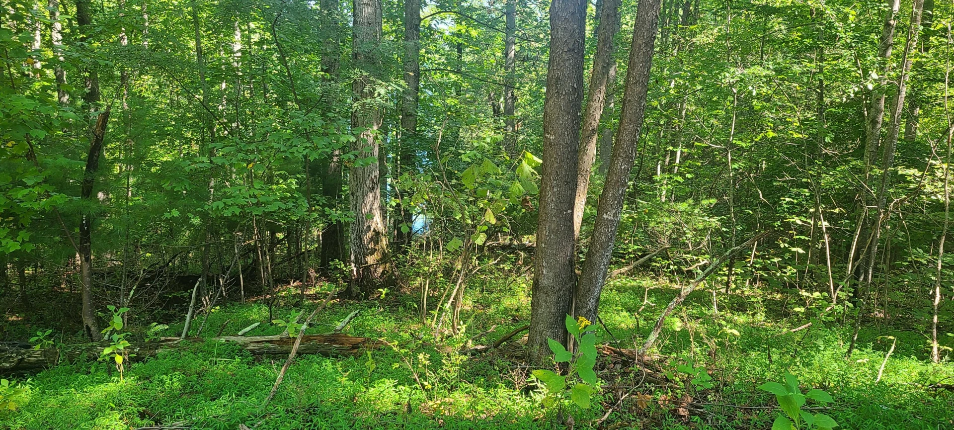 Lot 14 Hickory PL - Photo 18