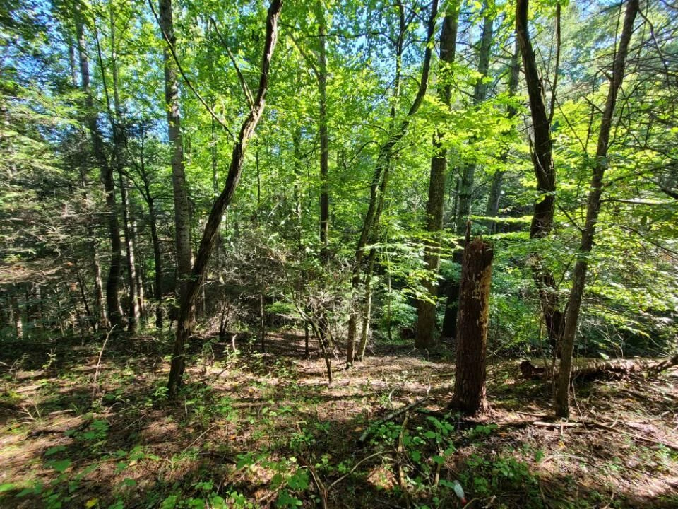 Lot 14 Hickory PL - Photo 21