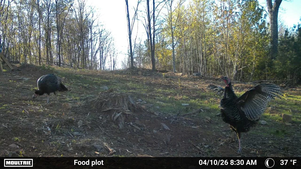 175 Hayden Mountain RD - Photo 86