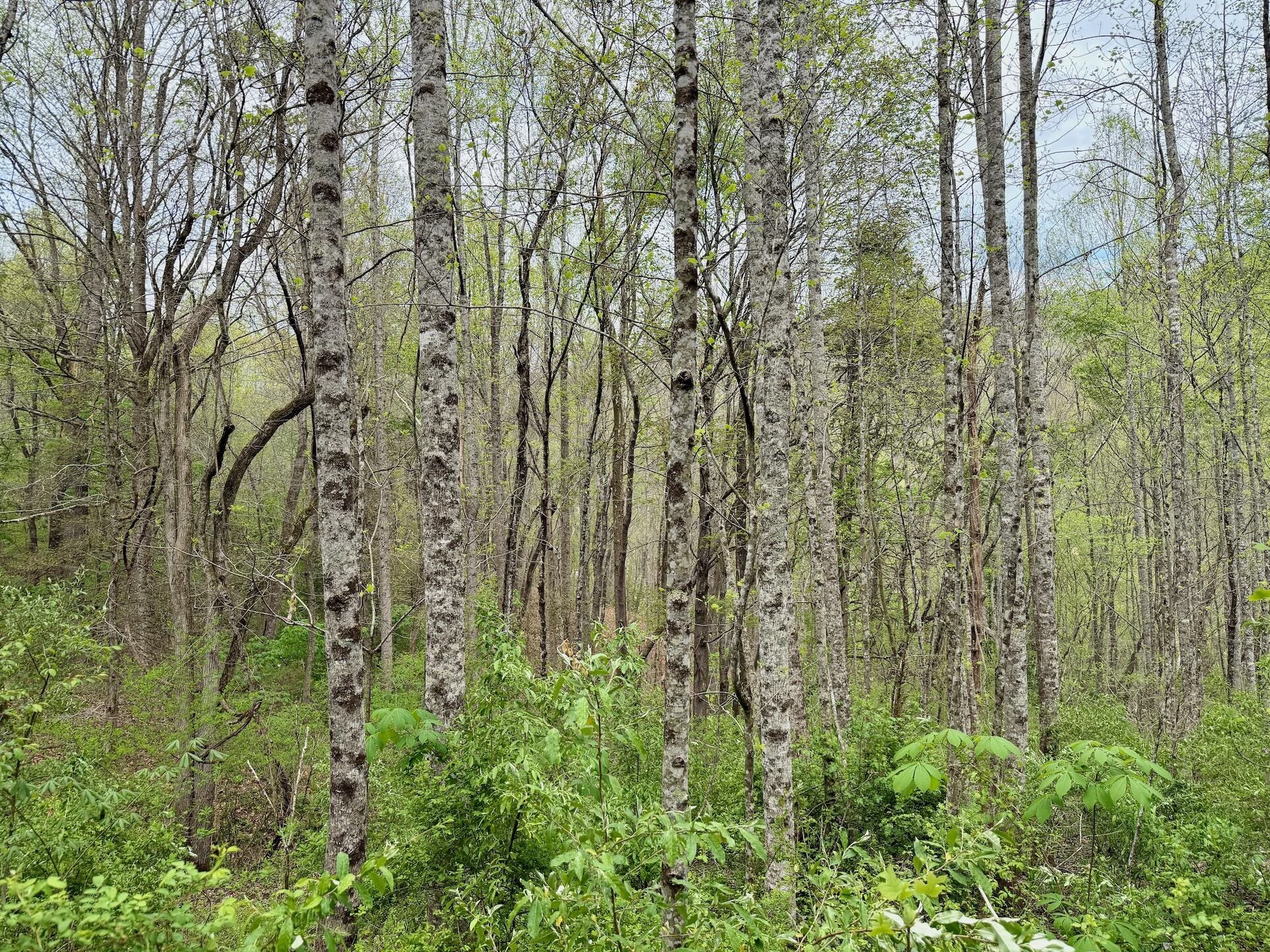1297 Dry Creek RD - Photo 60
