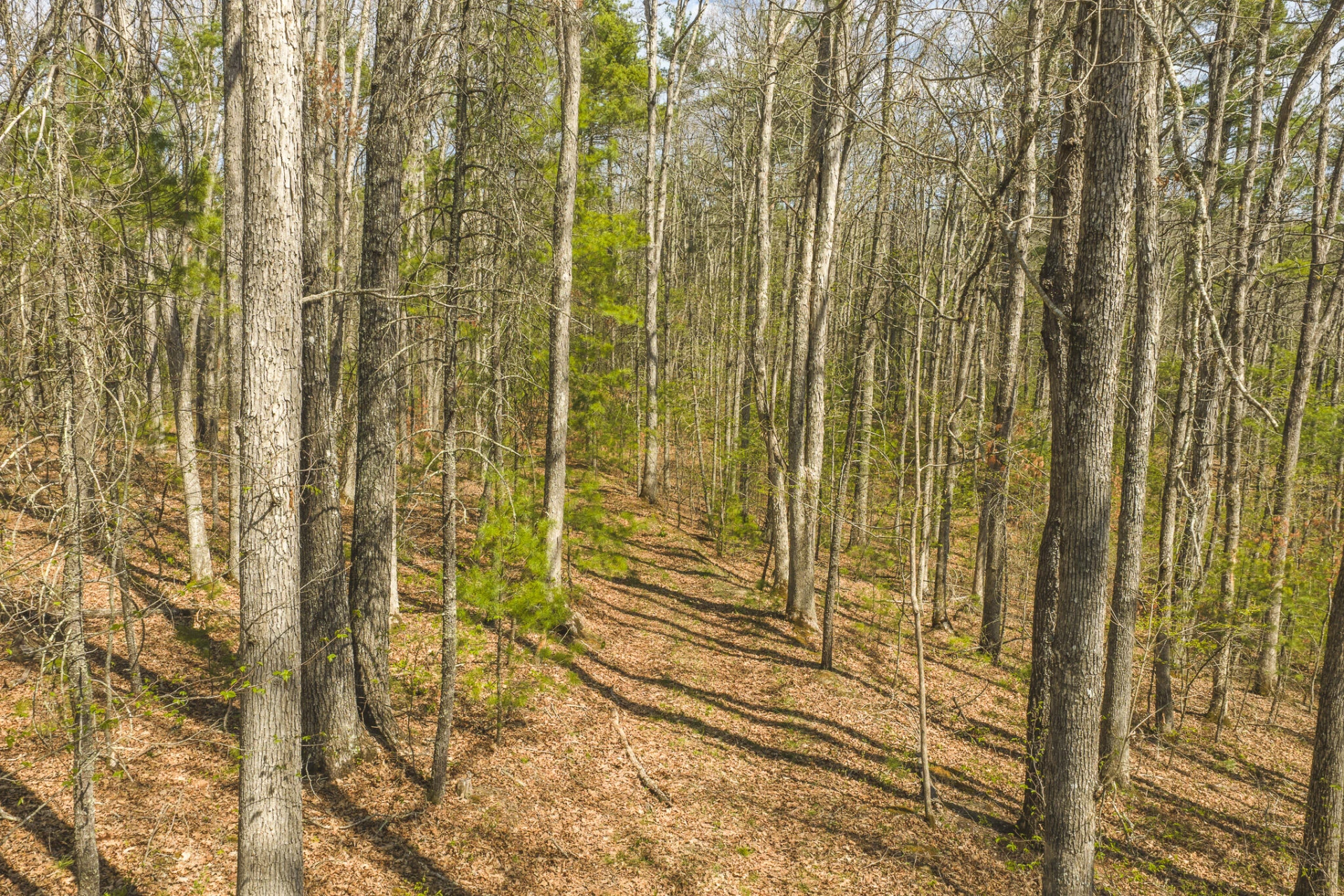 TBD Whip-Poor Will Hollow RD - Photo 10
