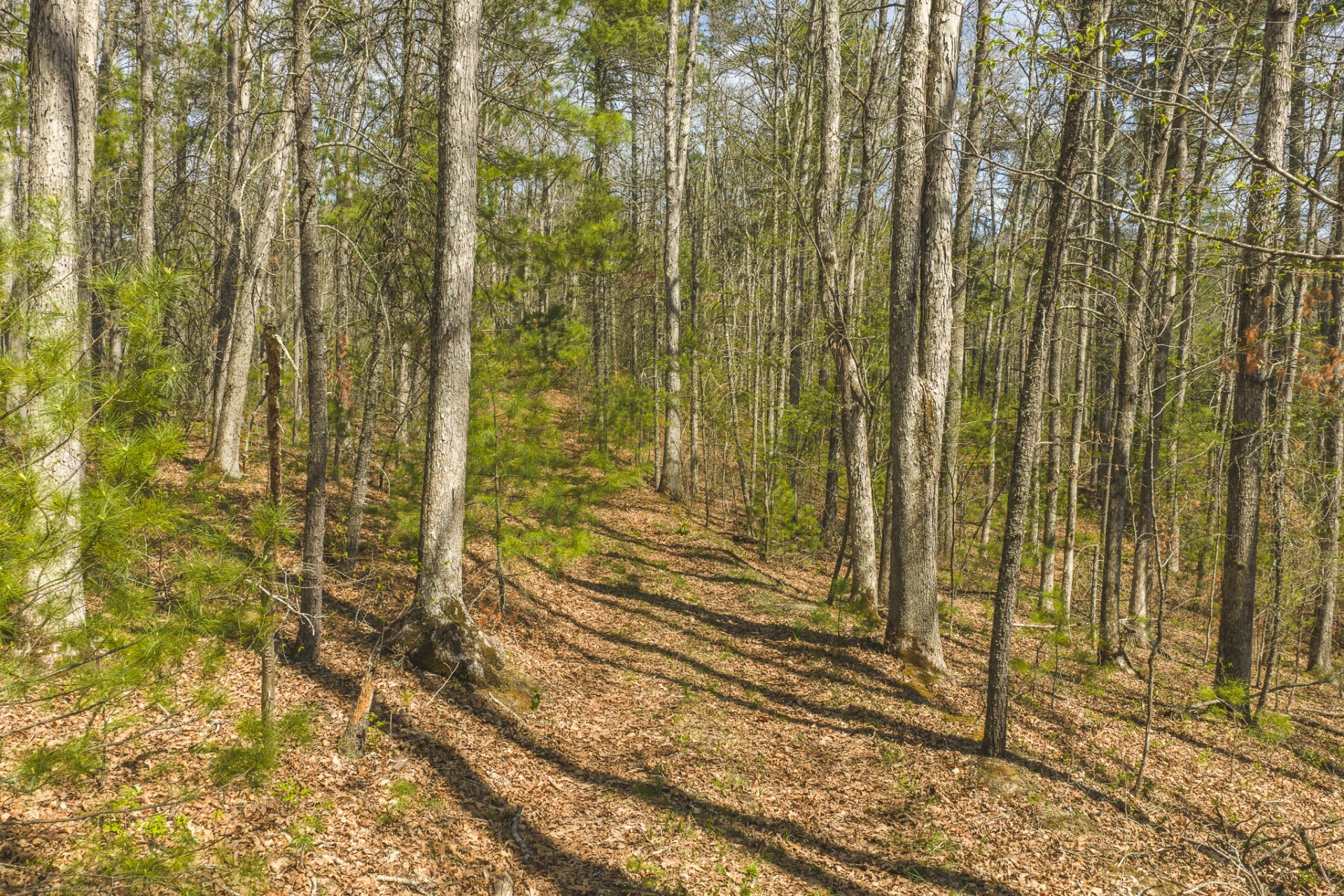 TBD Whip-Poor Will Hollow RD - Photo 11