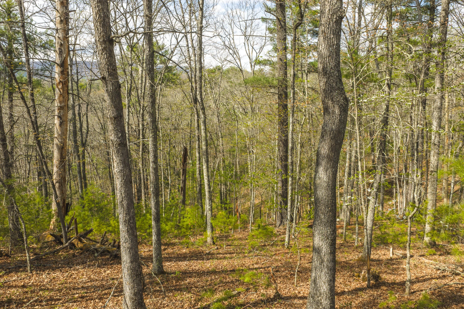 TBD Whip-Poor Will Hollow RD - Photo 17