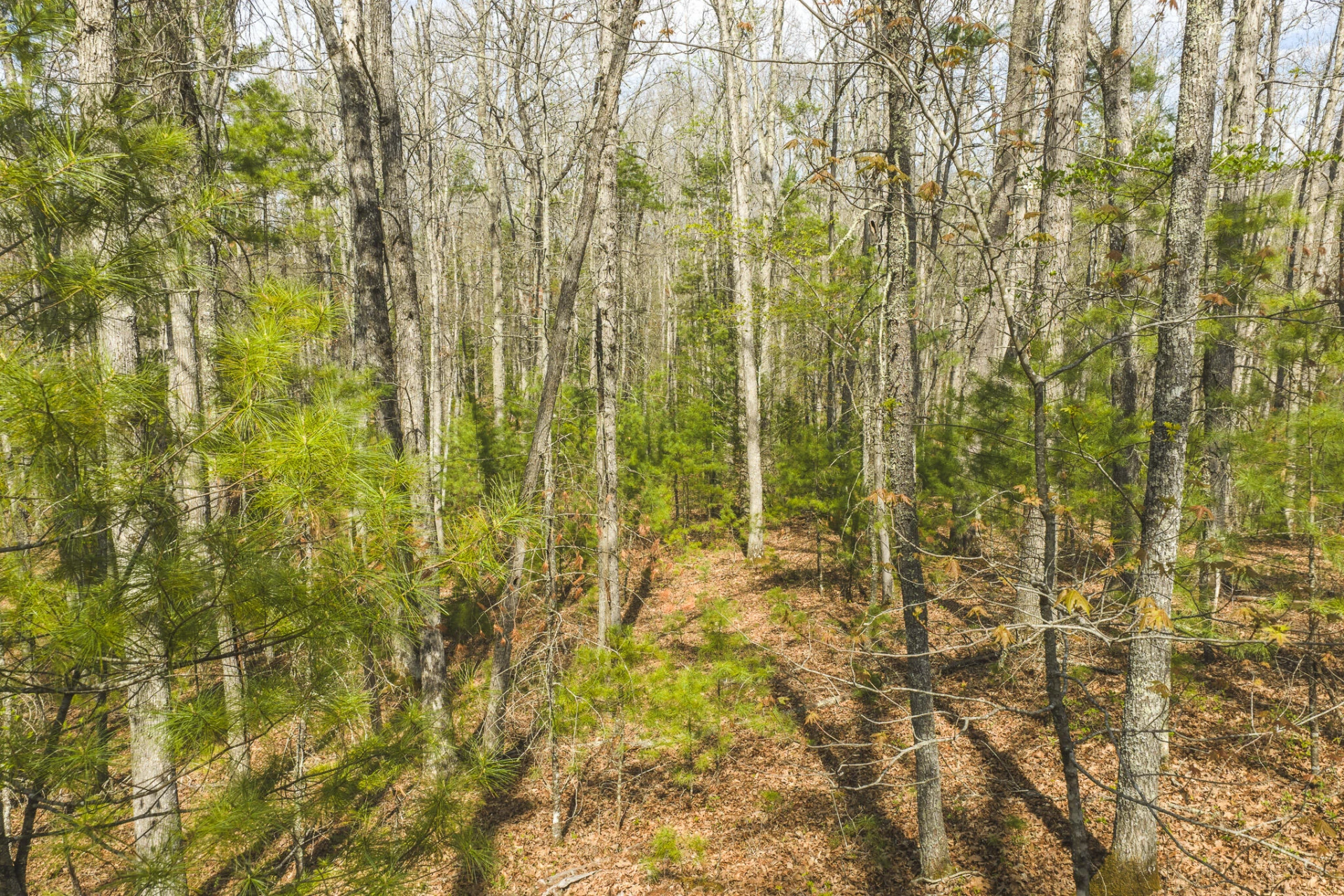 TBD Whip-Poor Will Hollow RD - Photo 19