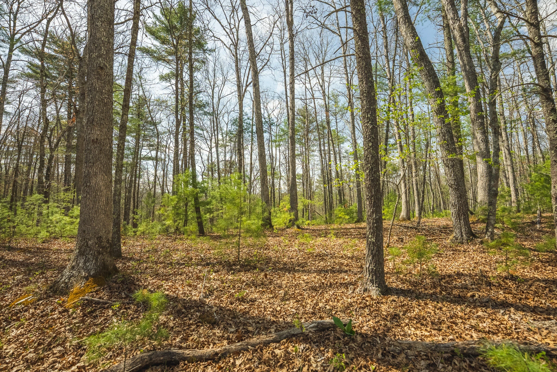 TBD Whip-Poor Will Hollow RD - Photo 24