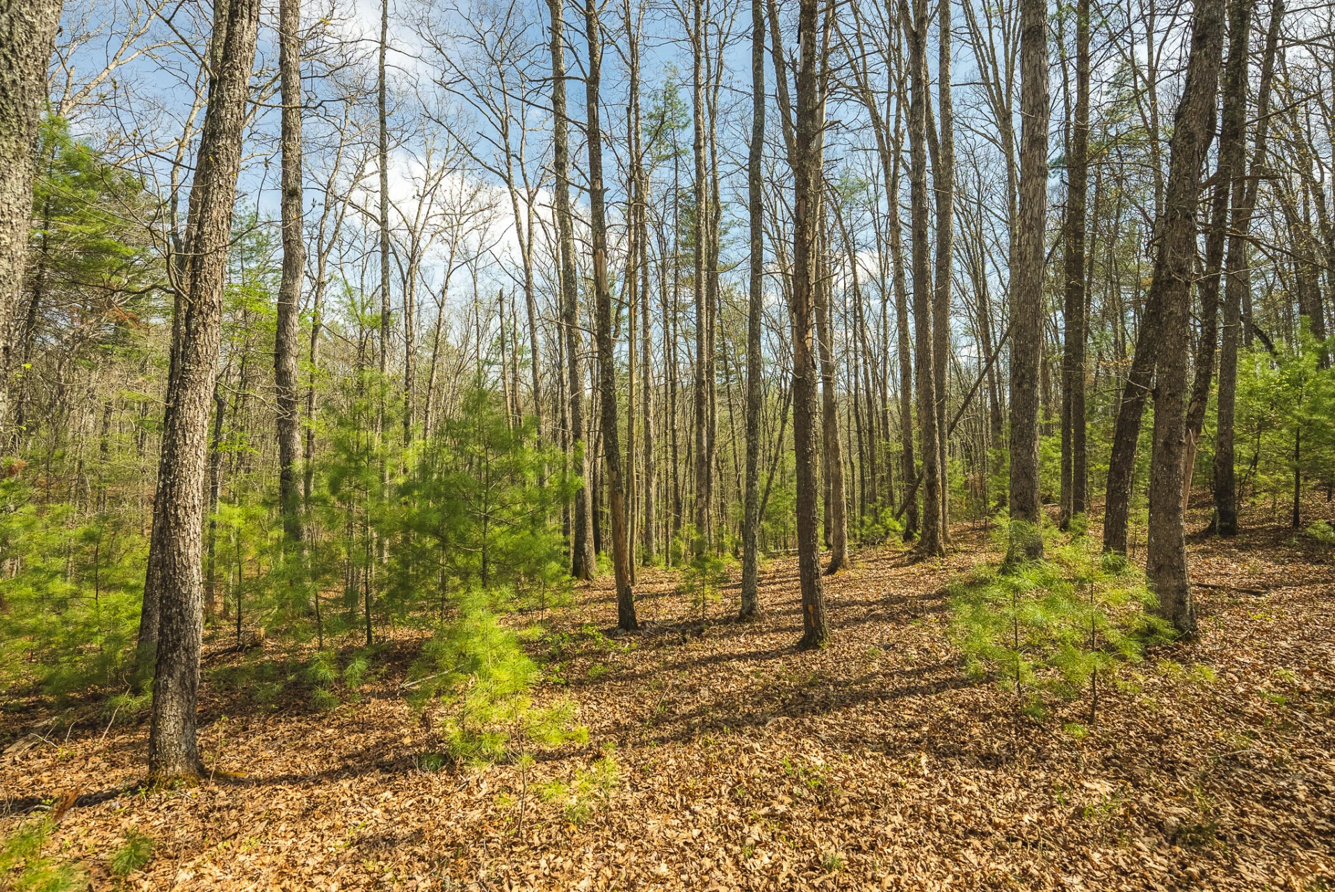 TBD Whip-Poor Will Hollow RD - Photo 25