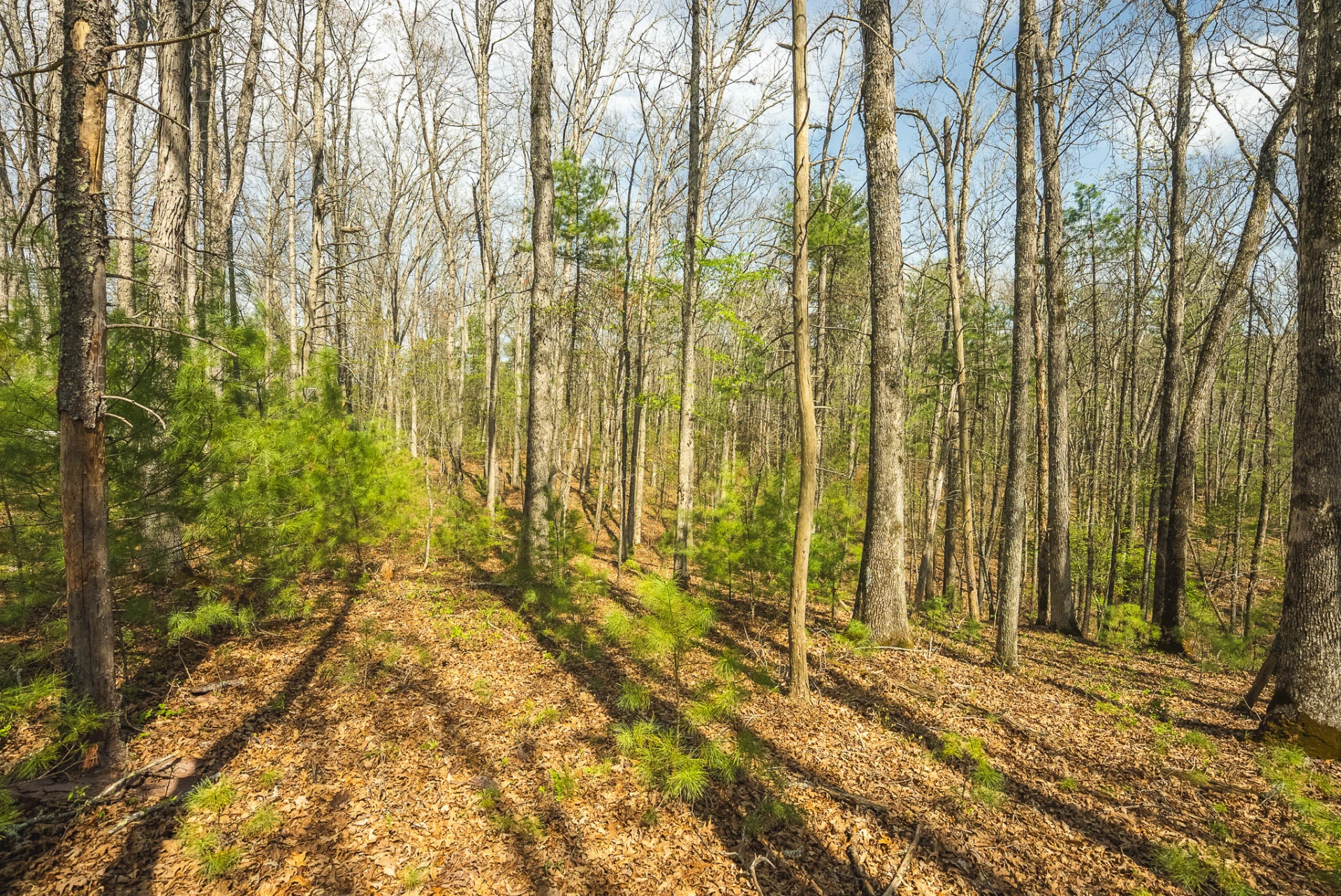 TBD Whip-Poor Will Hollow RD - Photo 26