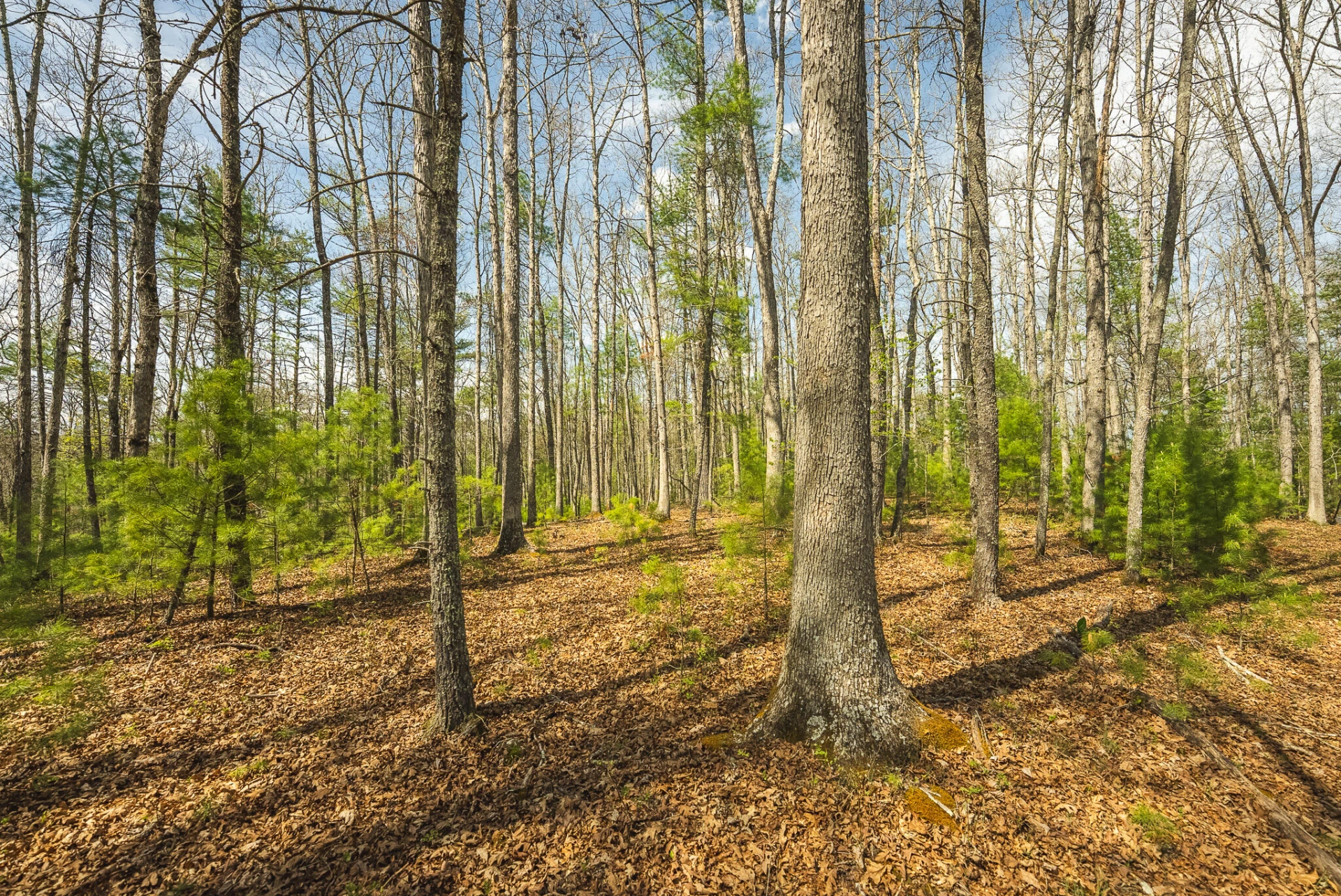 TBD Whip-Poor Will Hollow RD - Photo 27