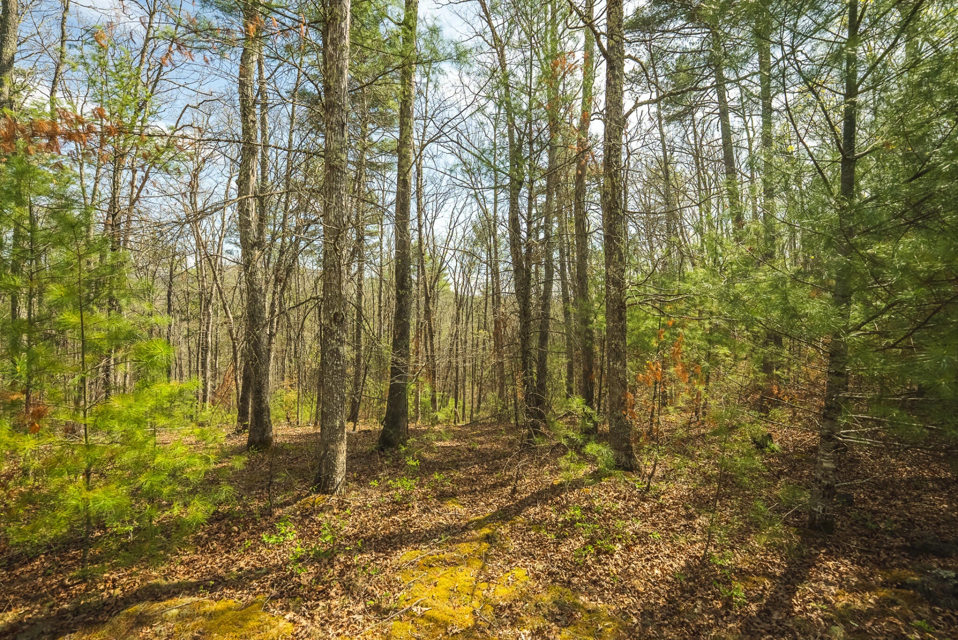TBD Whip-Poor Will Hollow RD - Photo 30