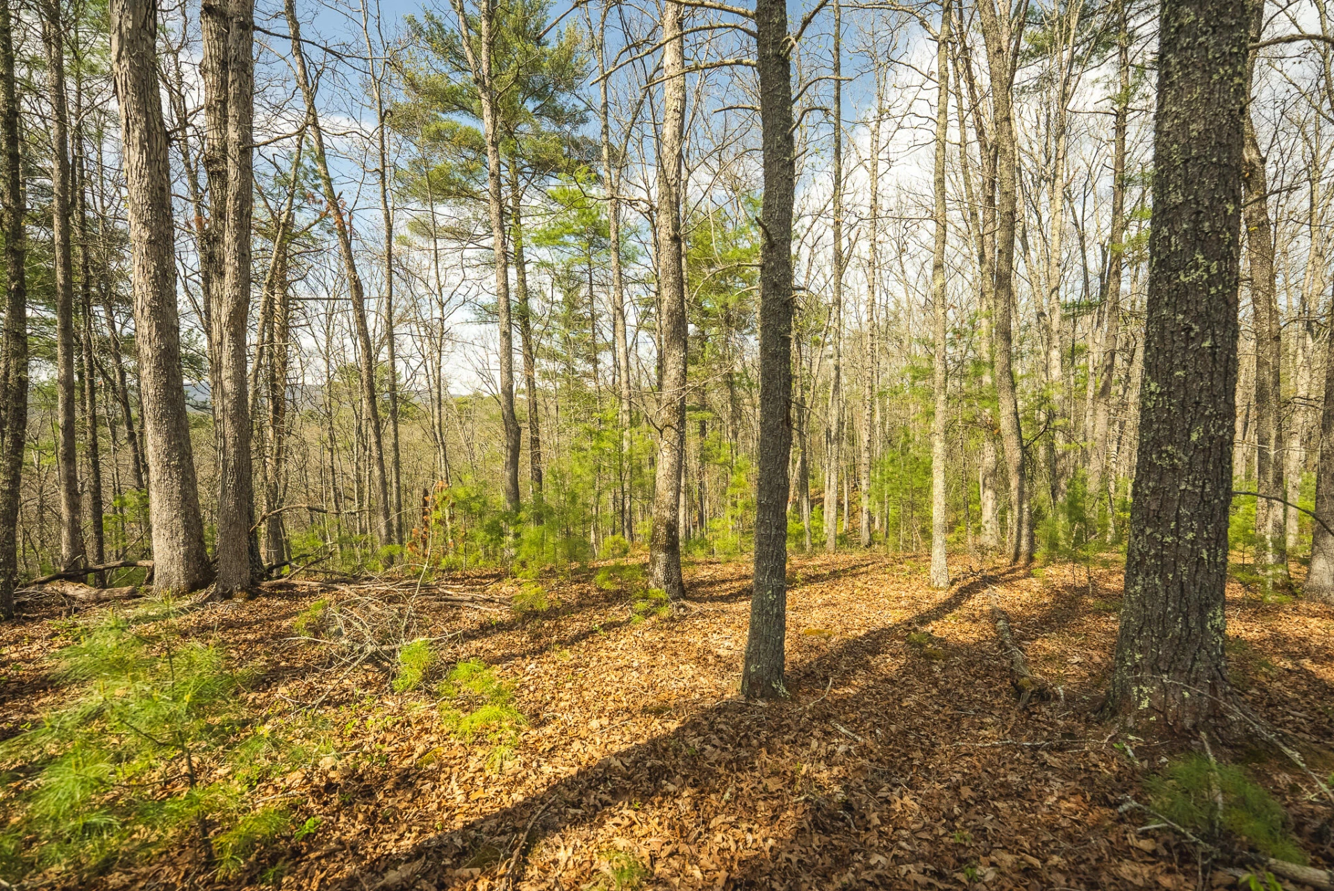TBD Whip-Poor Will Hollow RD - Photo 36