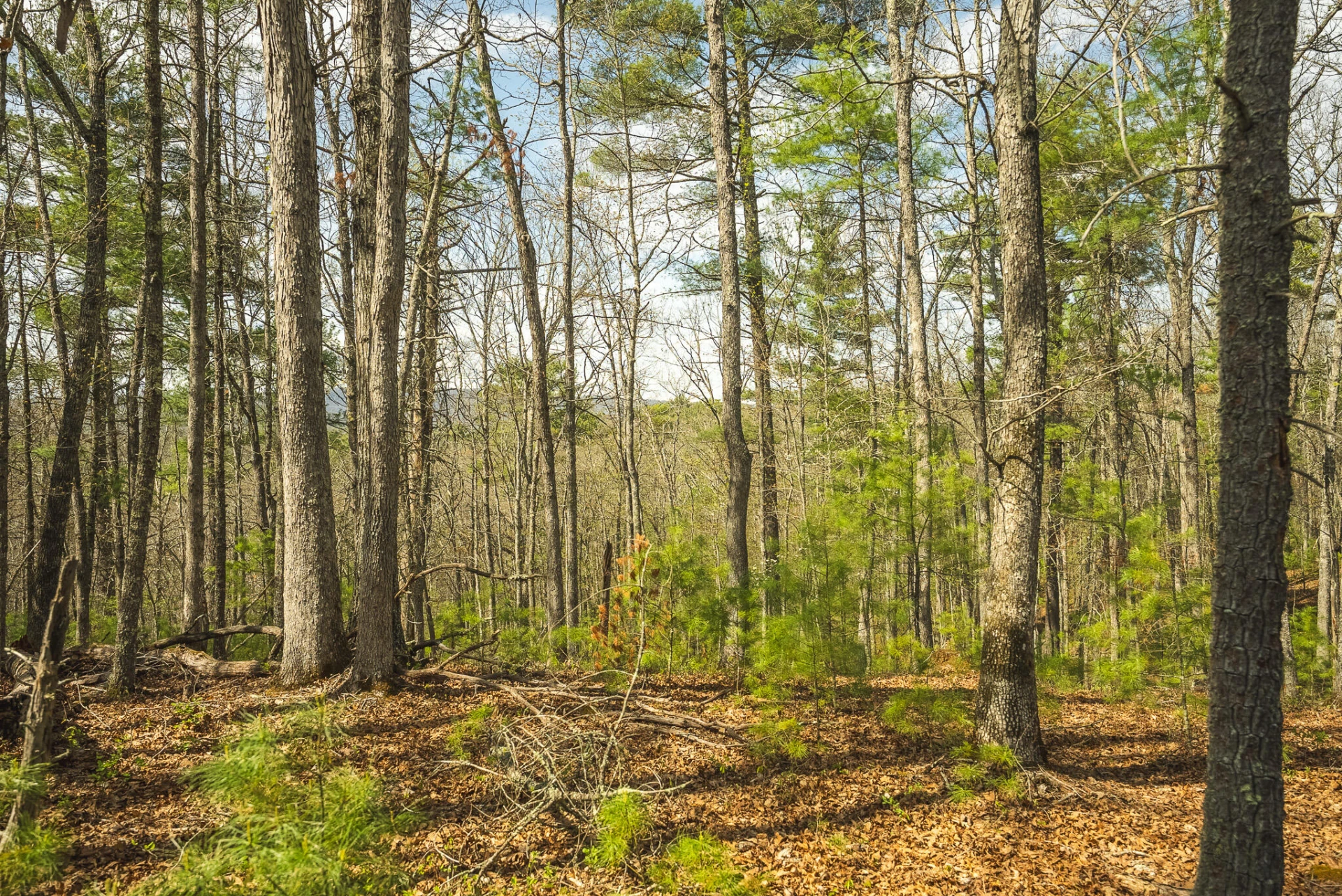 TBD Whip-Poor Will Hollow RD - Photo 37