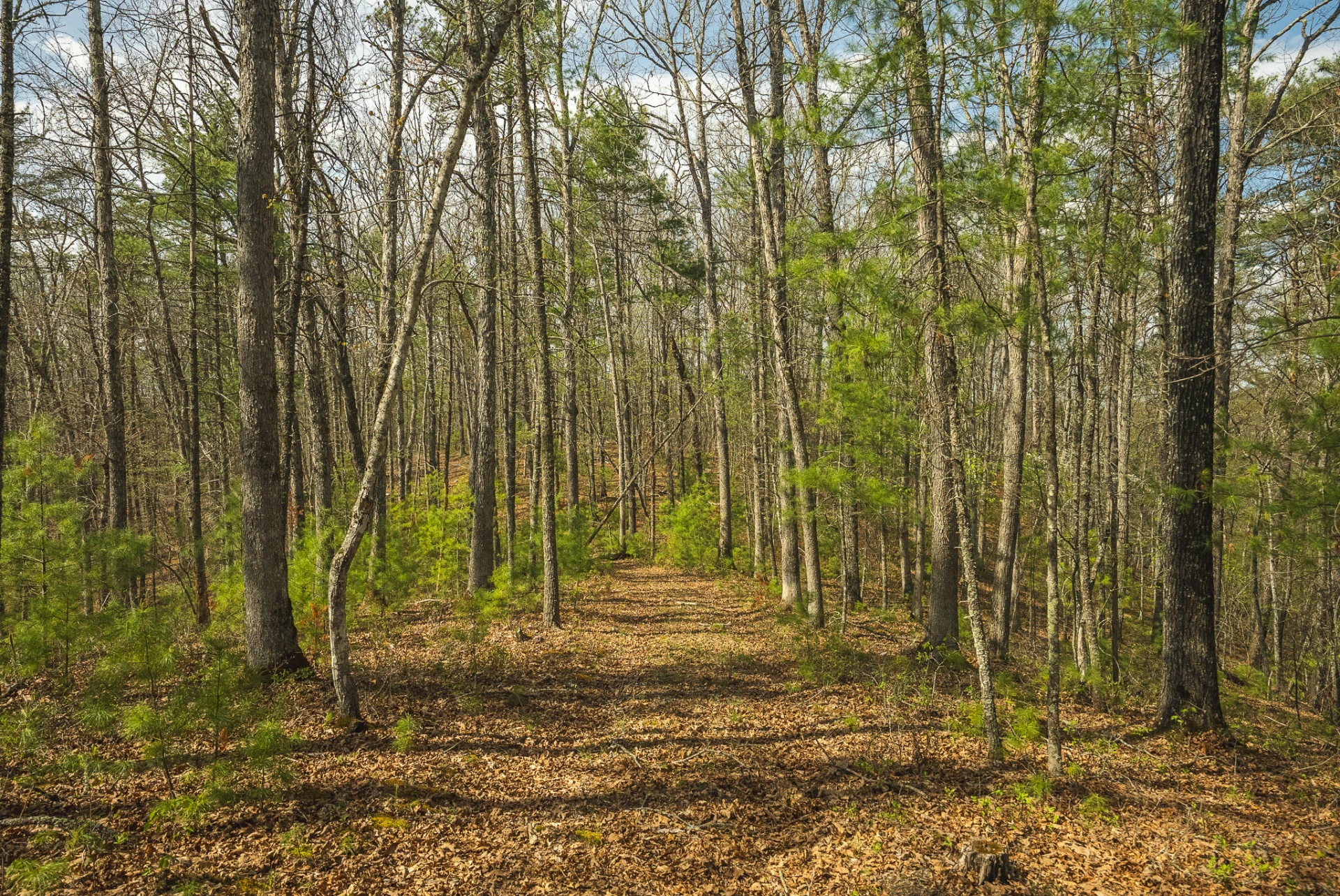 TBD Whip-Poor Will Hollow RD - Photo 40