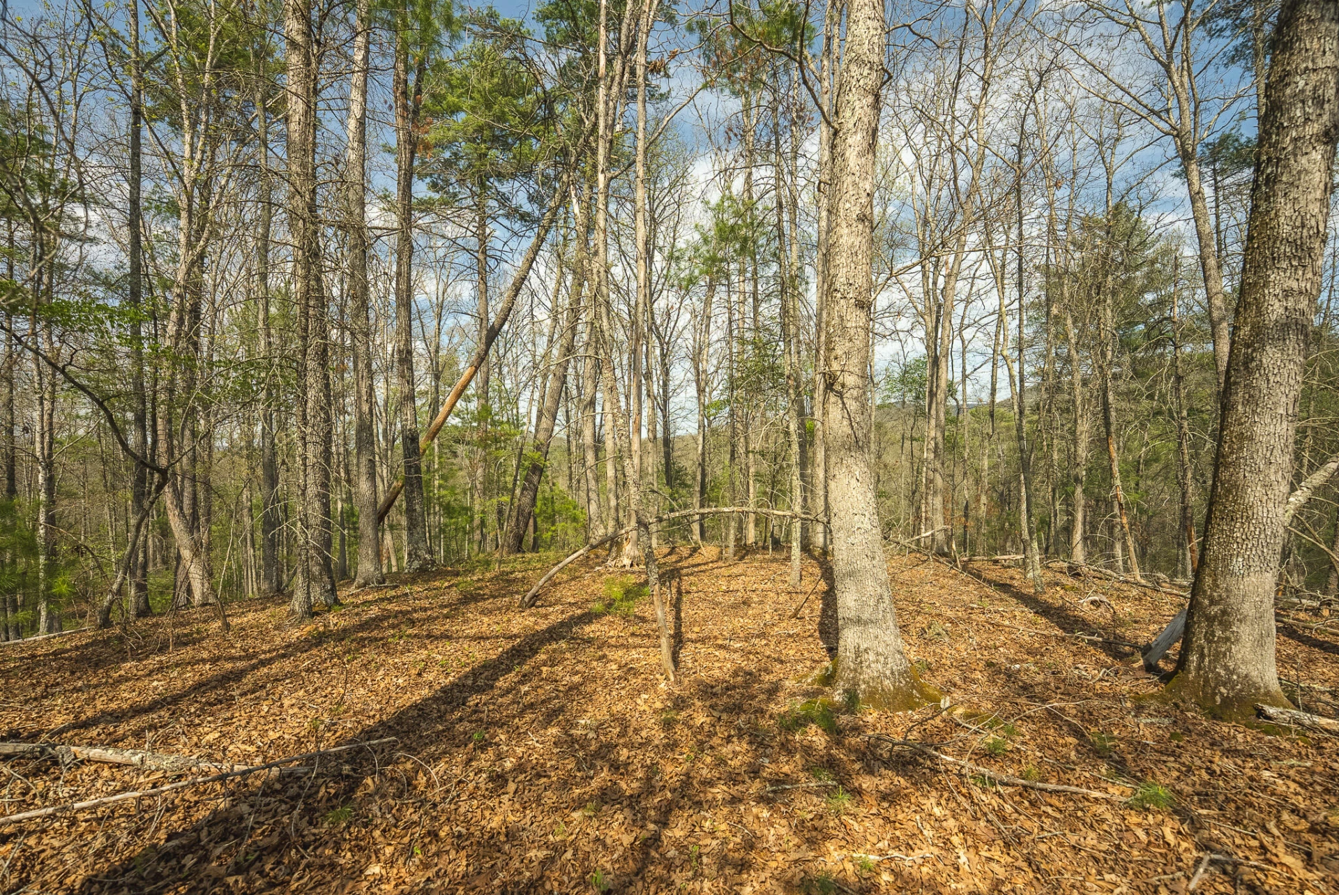 TBD Whip-Poor Will Hollow RD - Photo 44