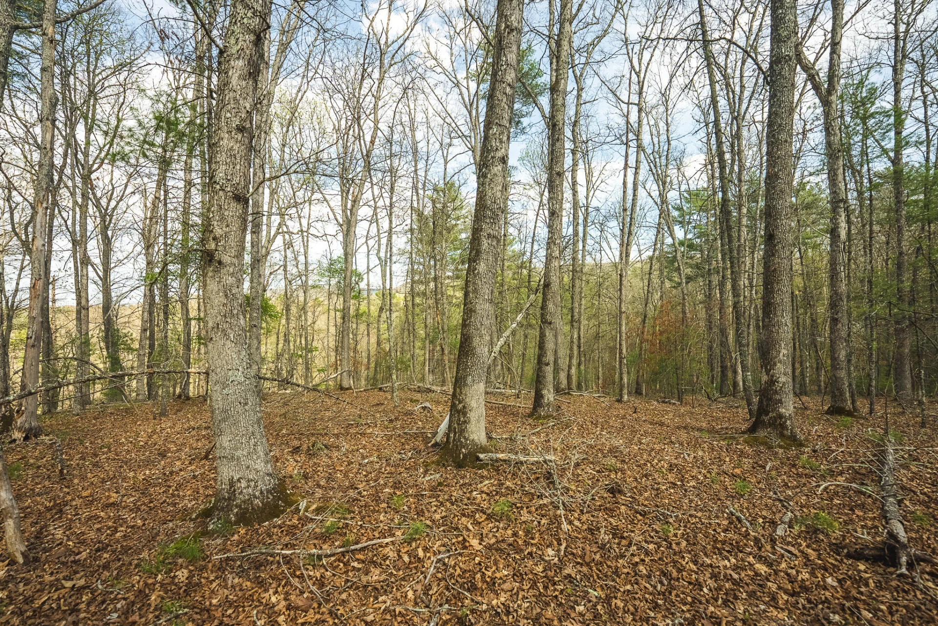 TBD Whip-Poor Will Hollow RD - Photo 45