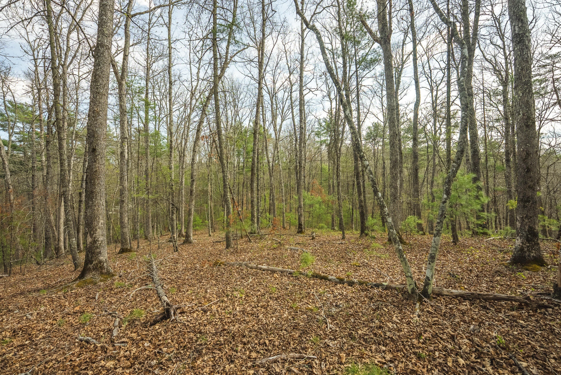 TBD Whip-Poor Will Hollow RD - Photo 46