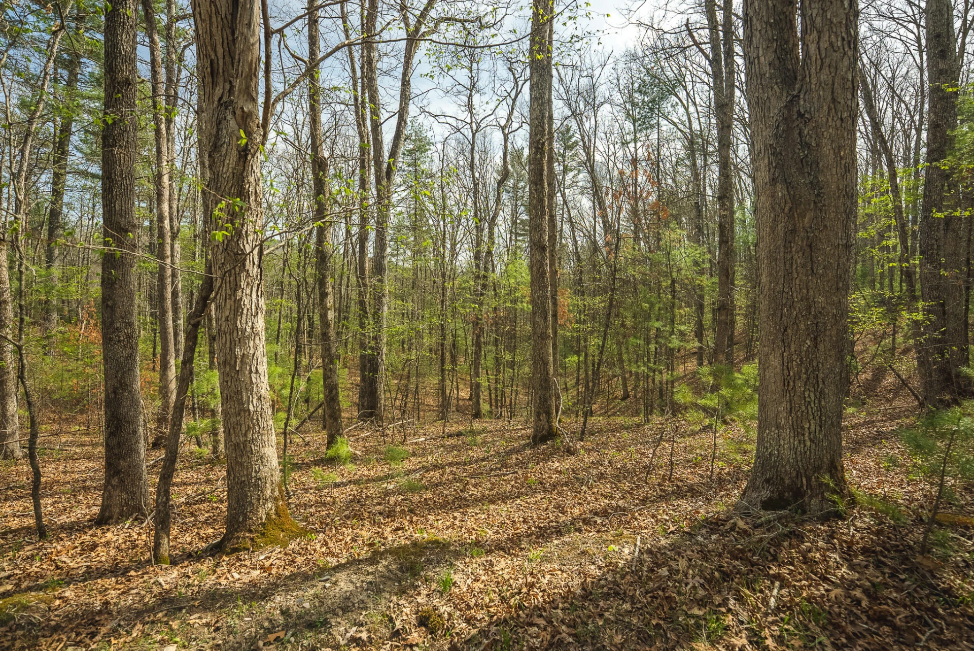 TBD Whip-Poor Will Hollow RD - Photo 47