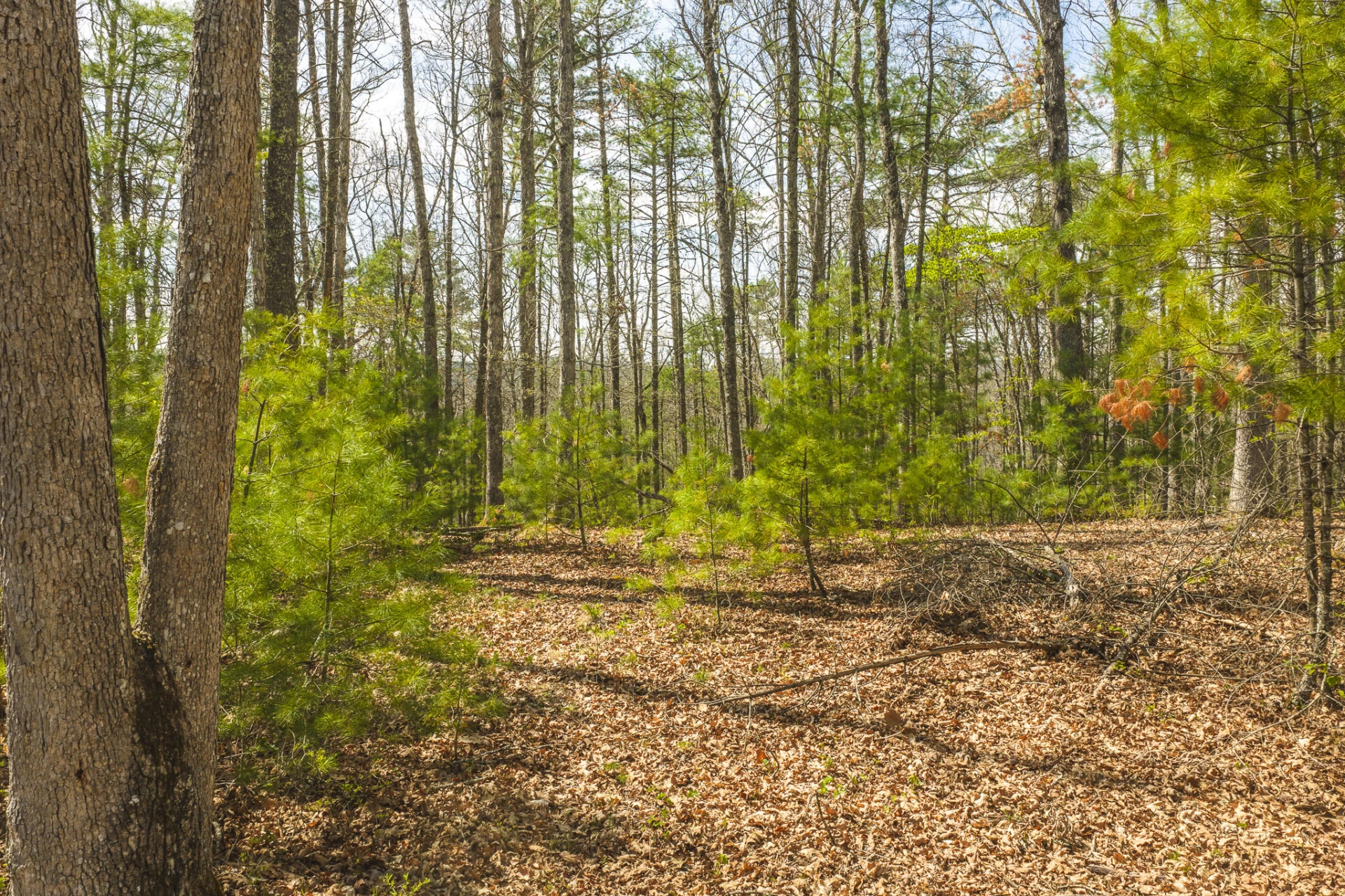 TBD Whip-Poor Will Hollow RD - Photo 5