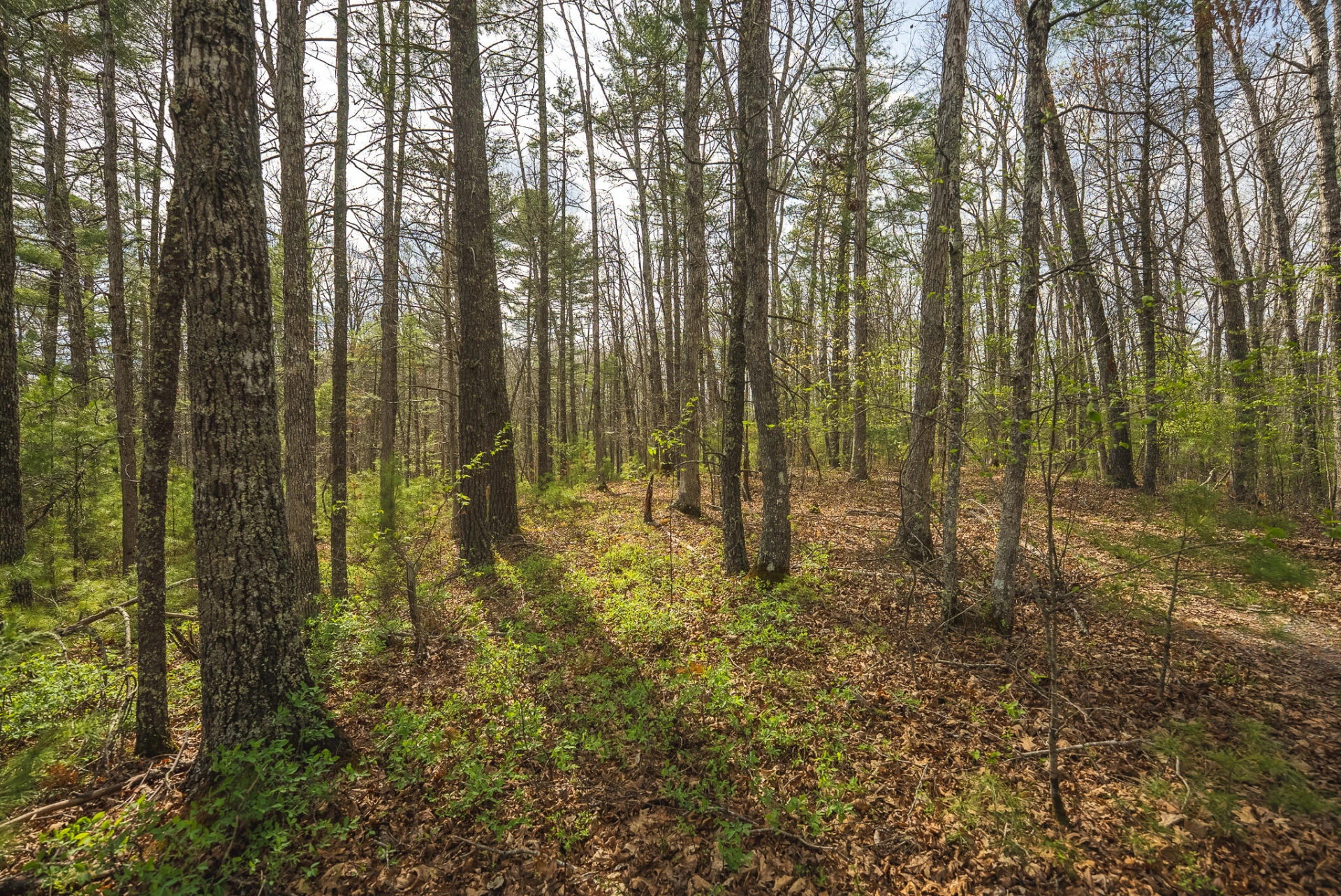 TBD Whip-Poor Will Hollow RD - Photo 51