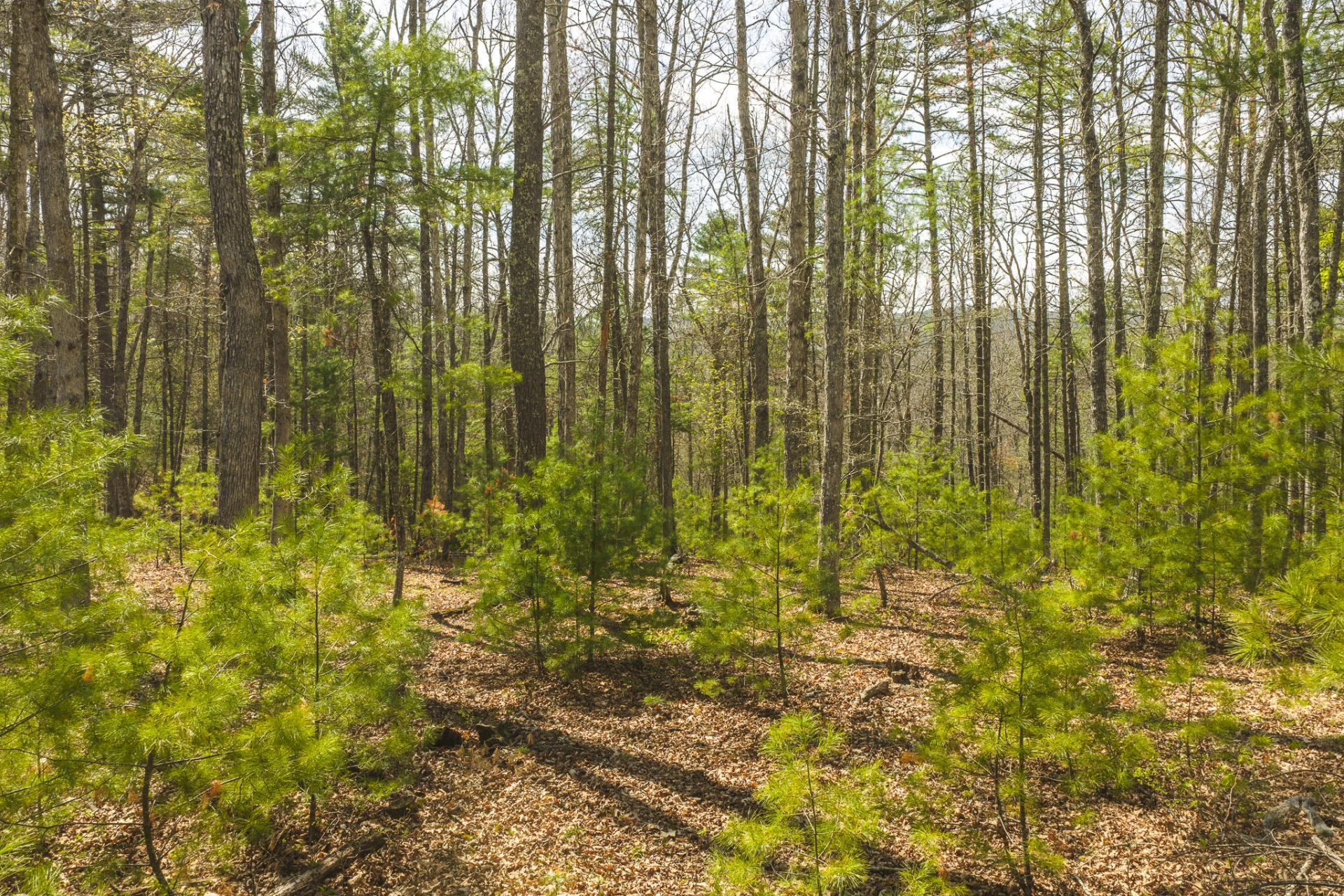 TBD Whip-Poor Will Hollow RD - Photo 6