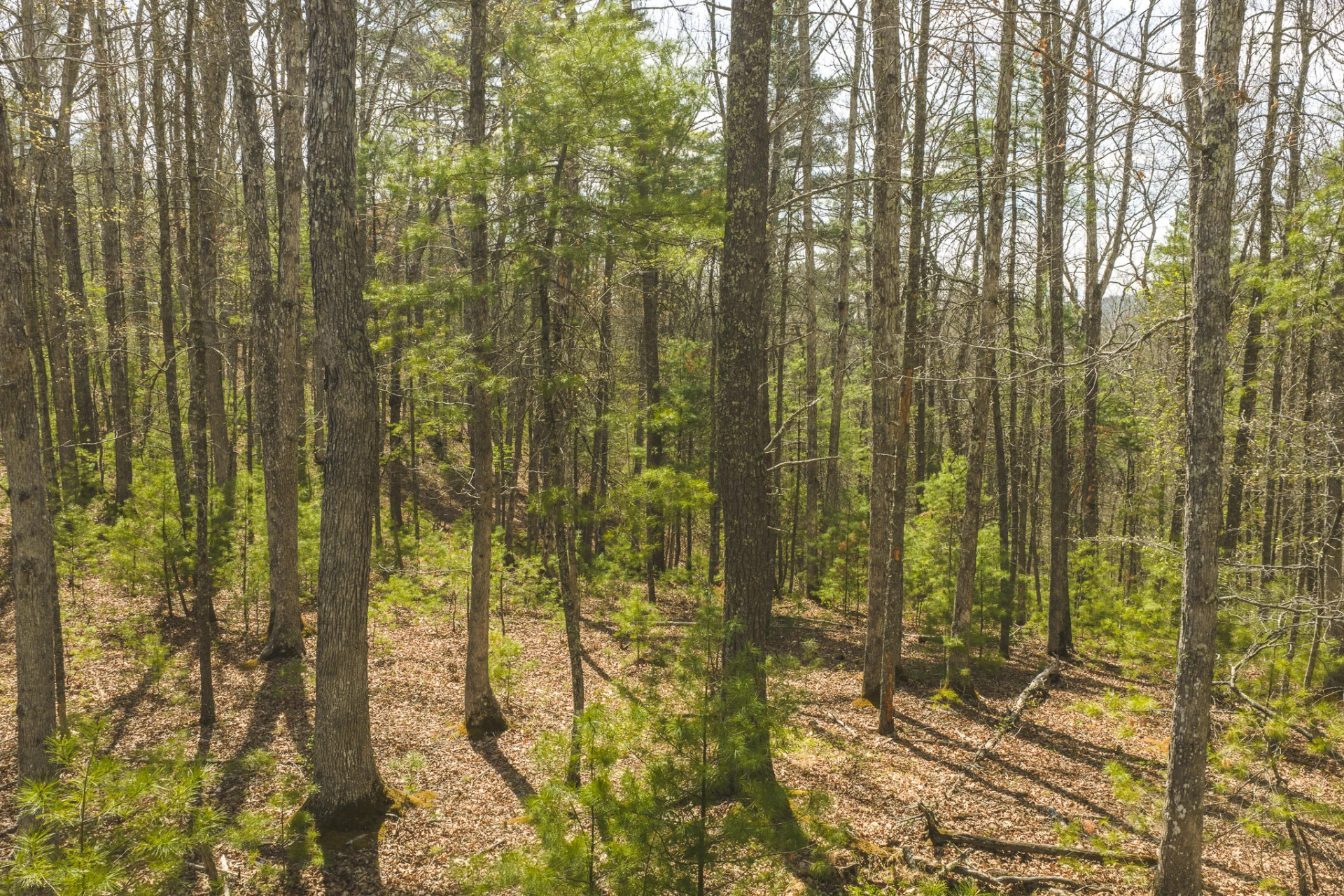 TBD Whip-Poor Will Hollow RD - Photo 7