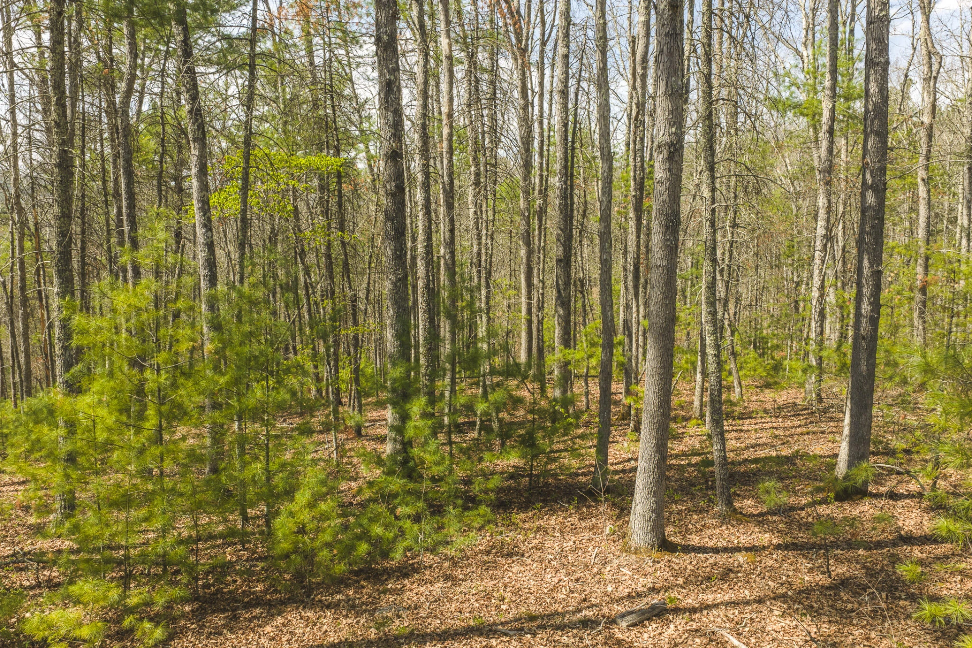TBD Whip-Poor Will Hollow RD - Photo 8