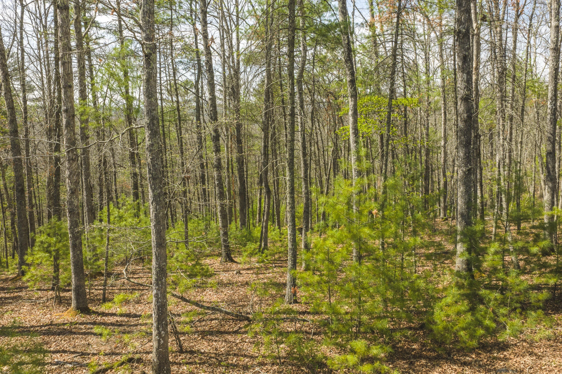 TBD Whip-Poor Will Hollow RD - Photo 9