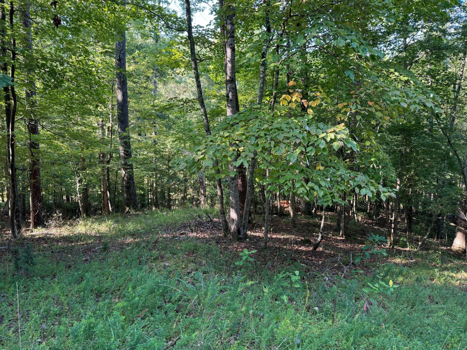2 Cedar Bluff LN