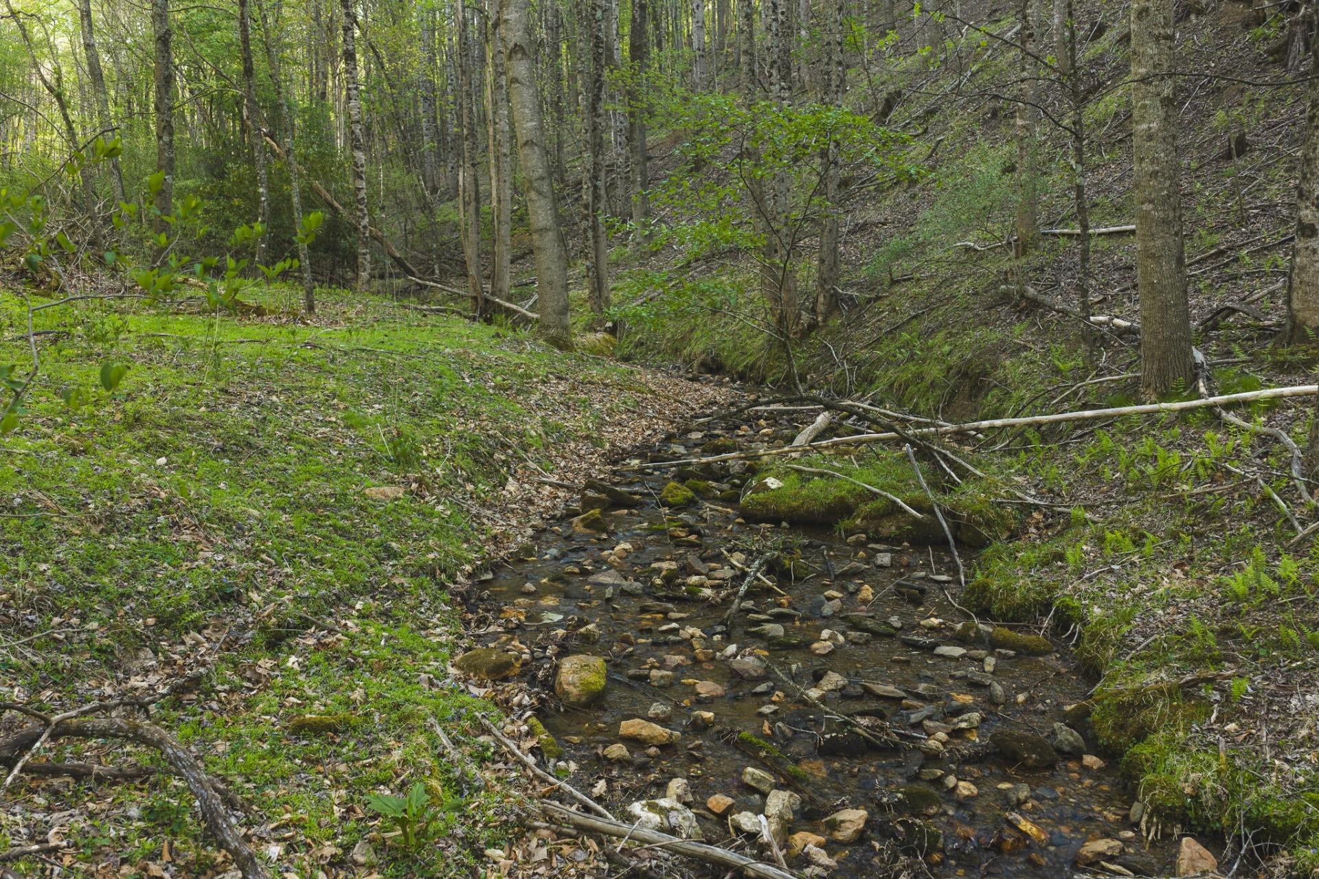 TBD Black Ridge RD SW - Photo 13