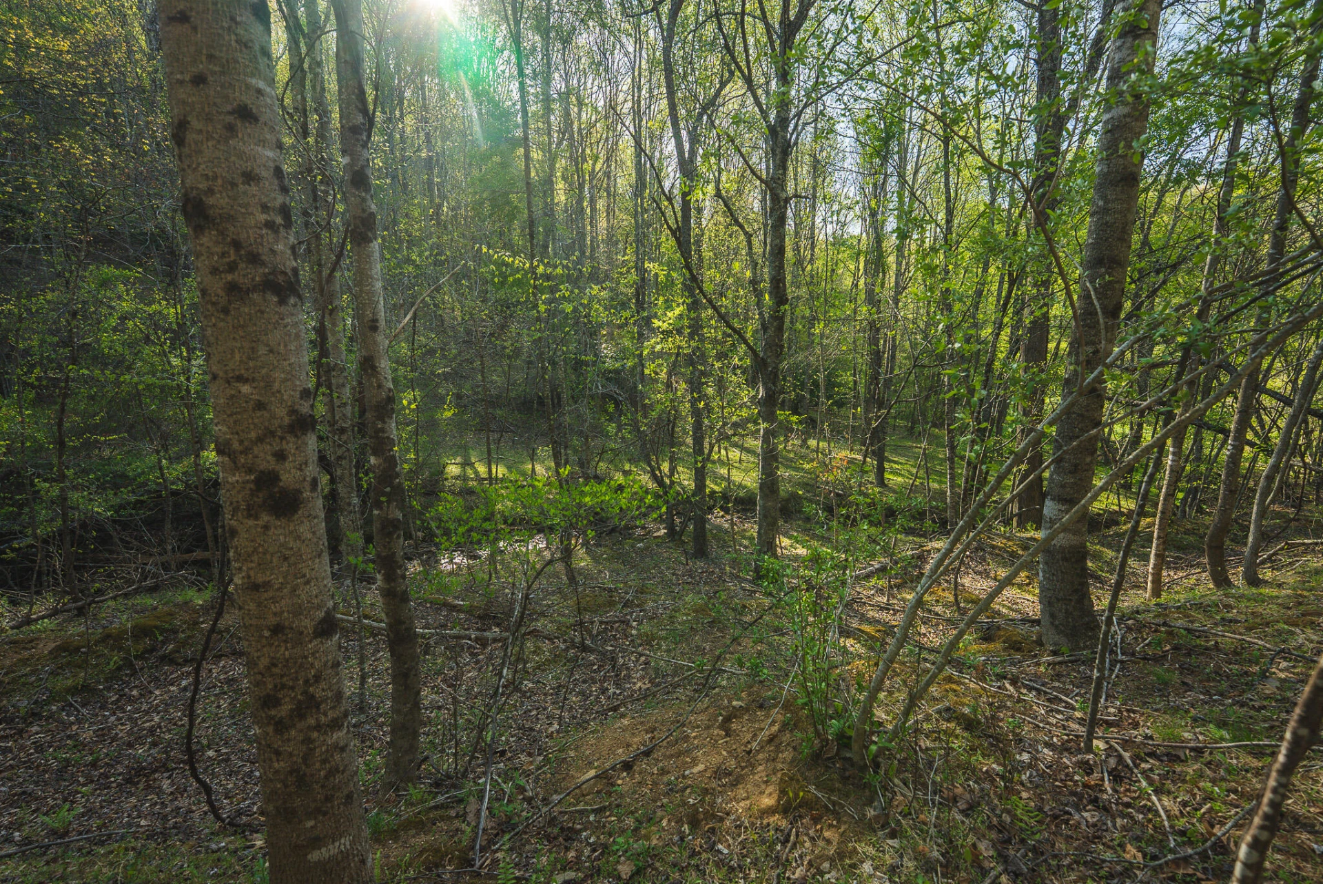 TBD Black Ridge RD SW - Photo 30