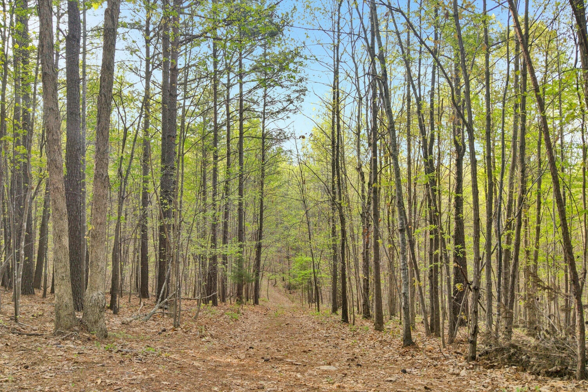 0 Roach RD - Photo 9