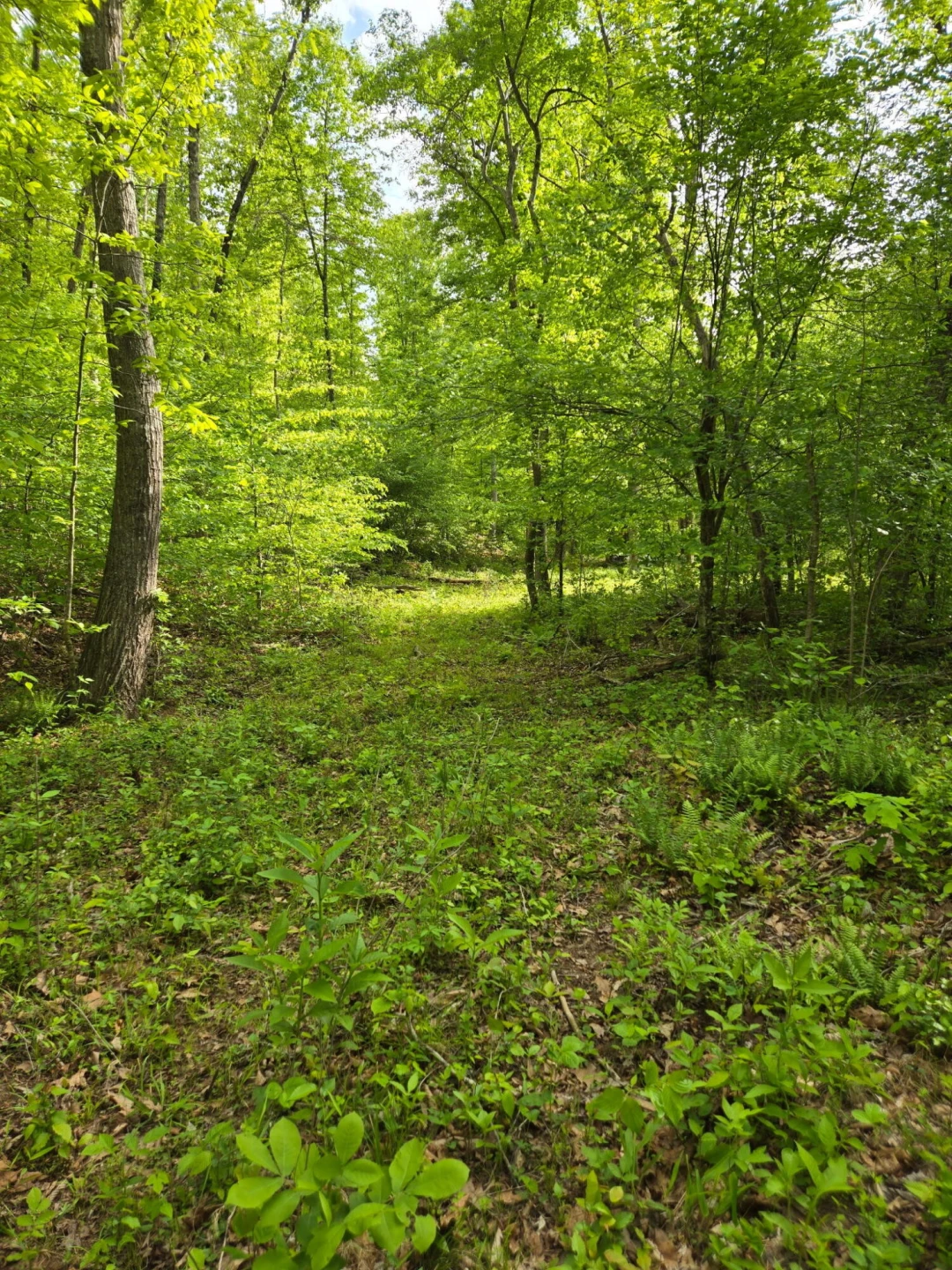 0 Webster RD - Photo 12