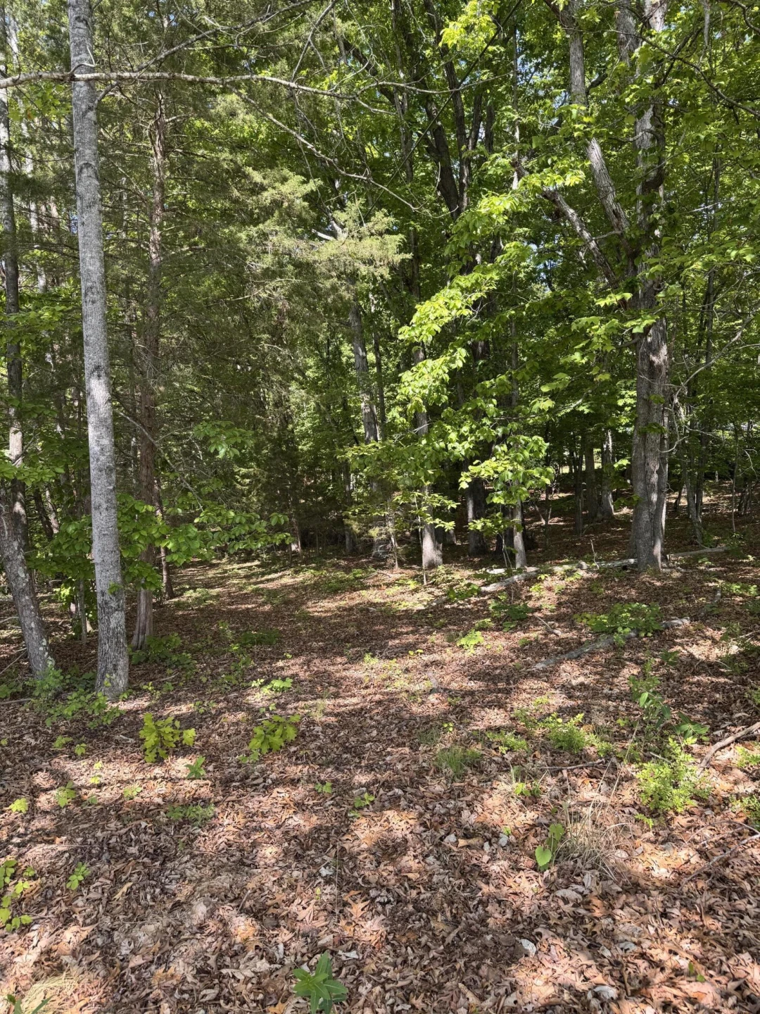 Lot 1 Quaker Church RD - Photo 4
