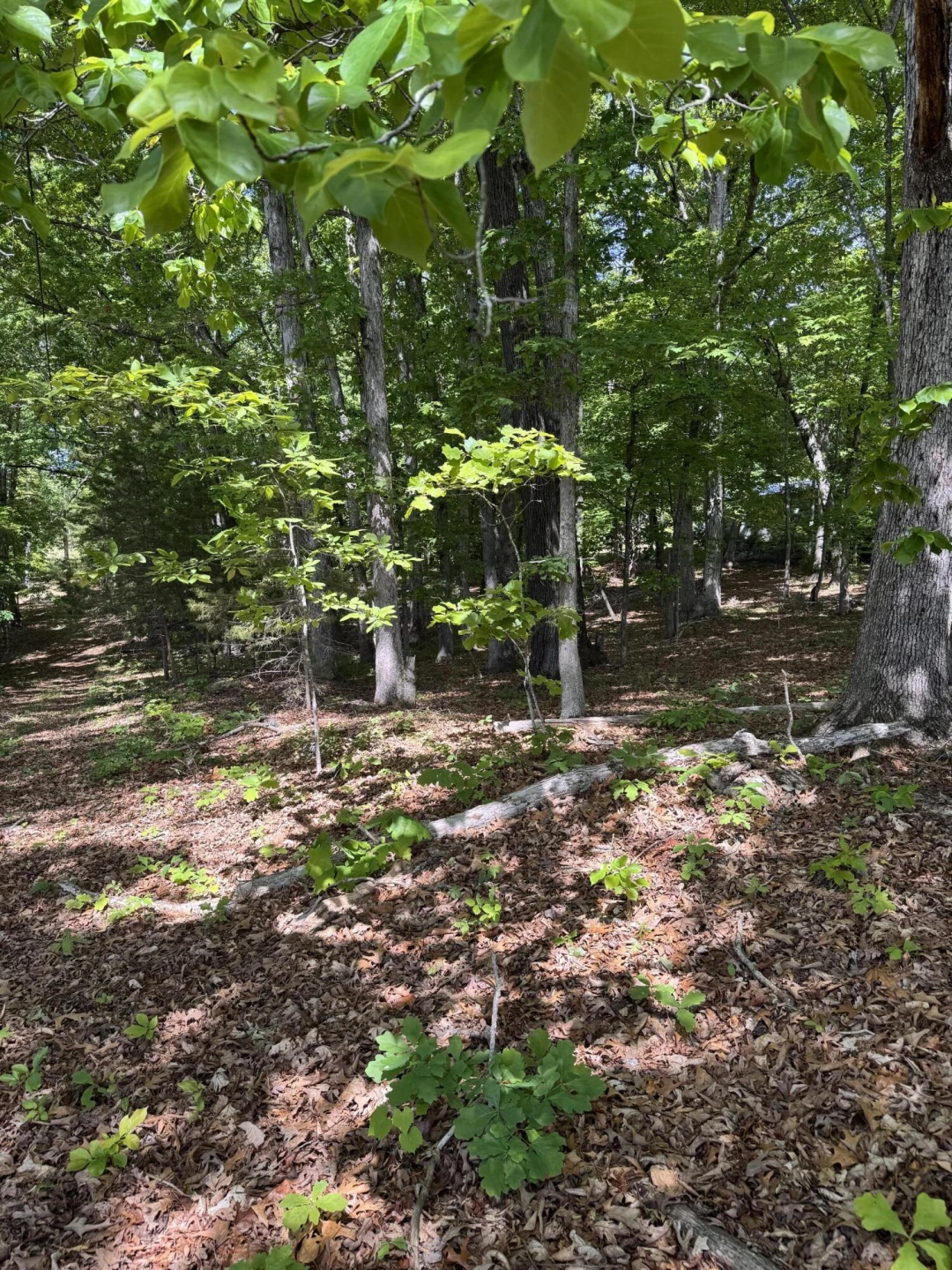 Lot 1 Quaker Church RD - Photo 6