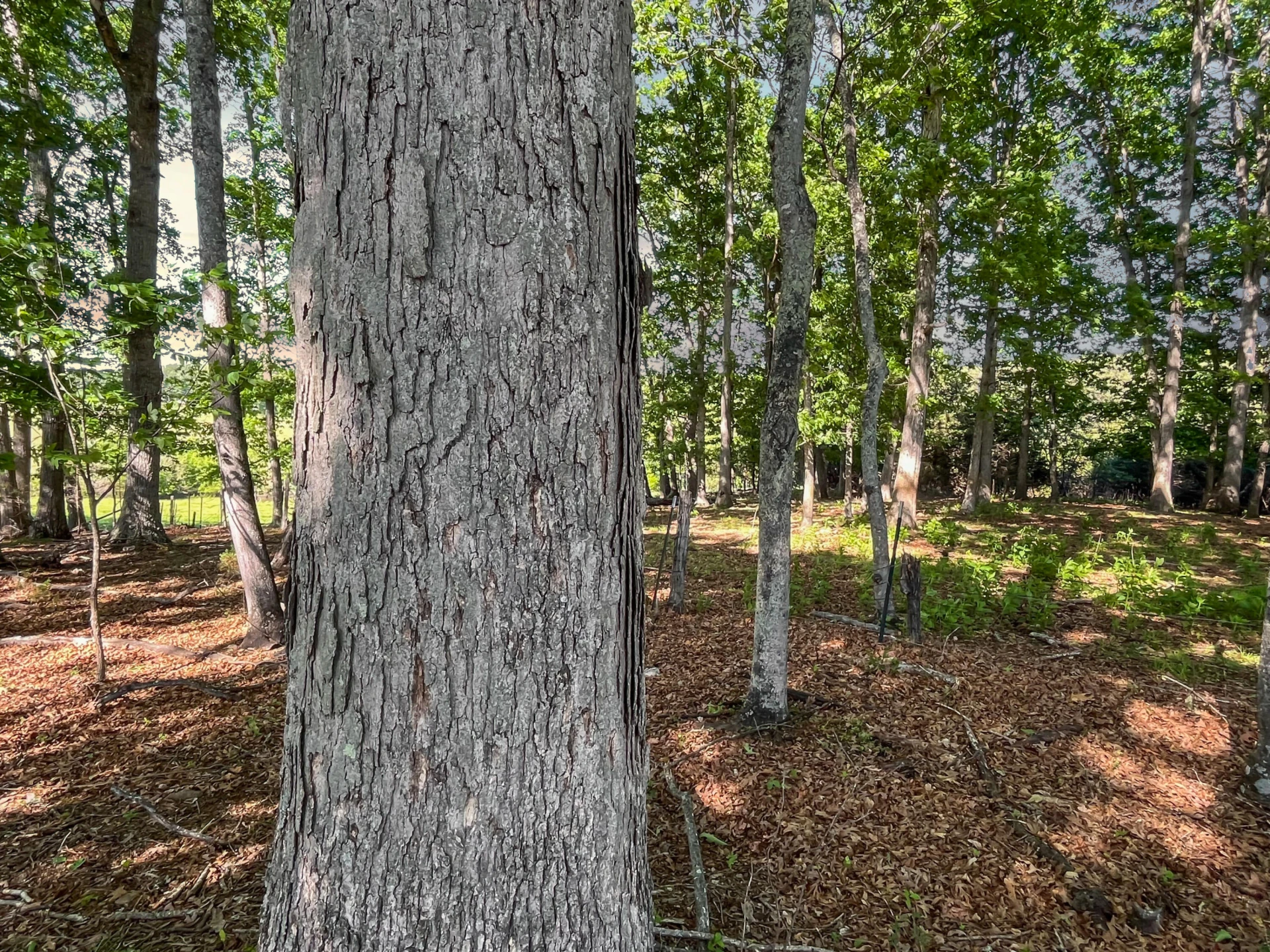 2556 Rock Cliff RD - Photo 21
