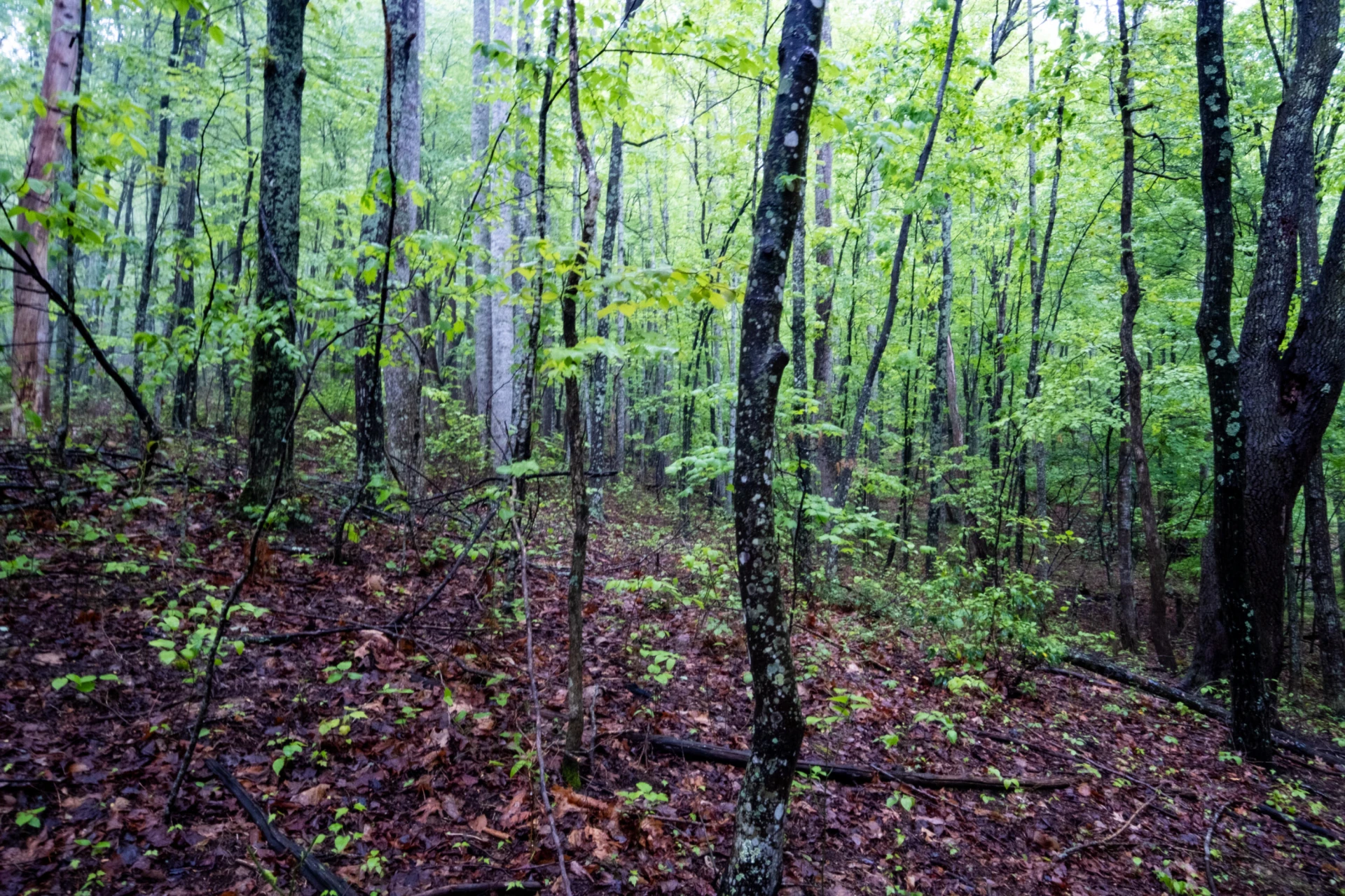 TBD AUDREY LN BLUE RIDGE, VA 24064 - Photo 21