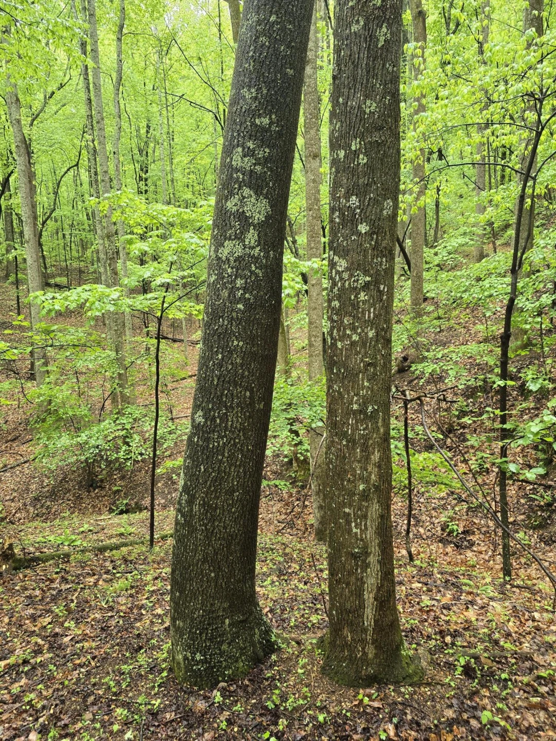 TBD AUDREY LN BLUE RIDGE, VA 24064 - Photo 31