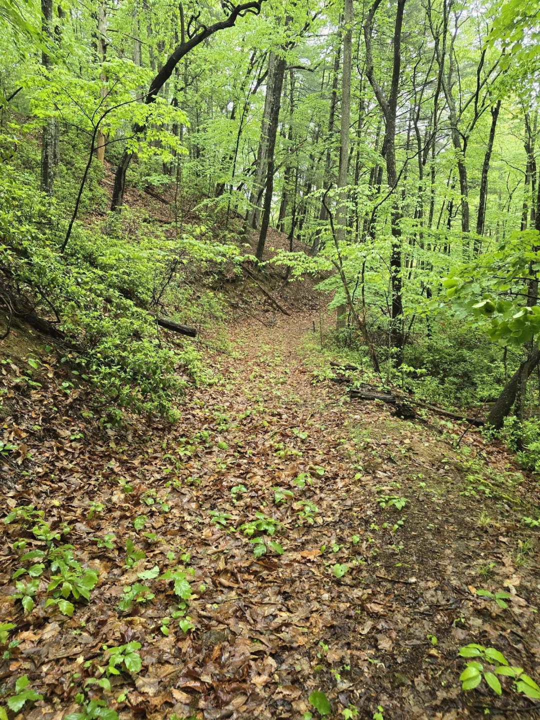 TBD AUDREY LN BLUE RIDGE, VA 24064 - Photo 35