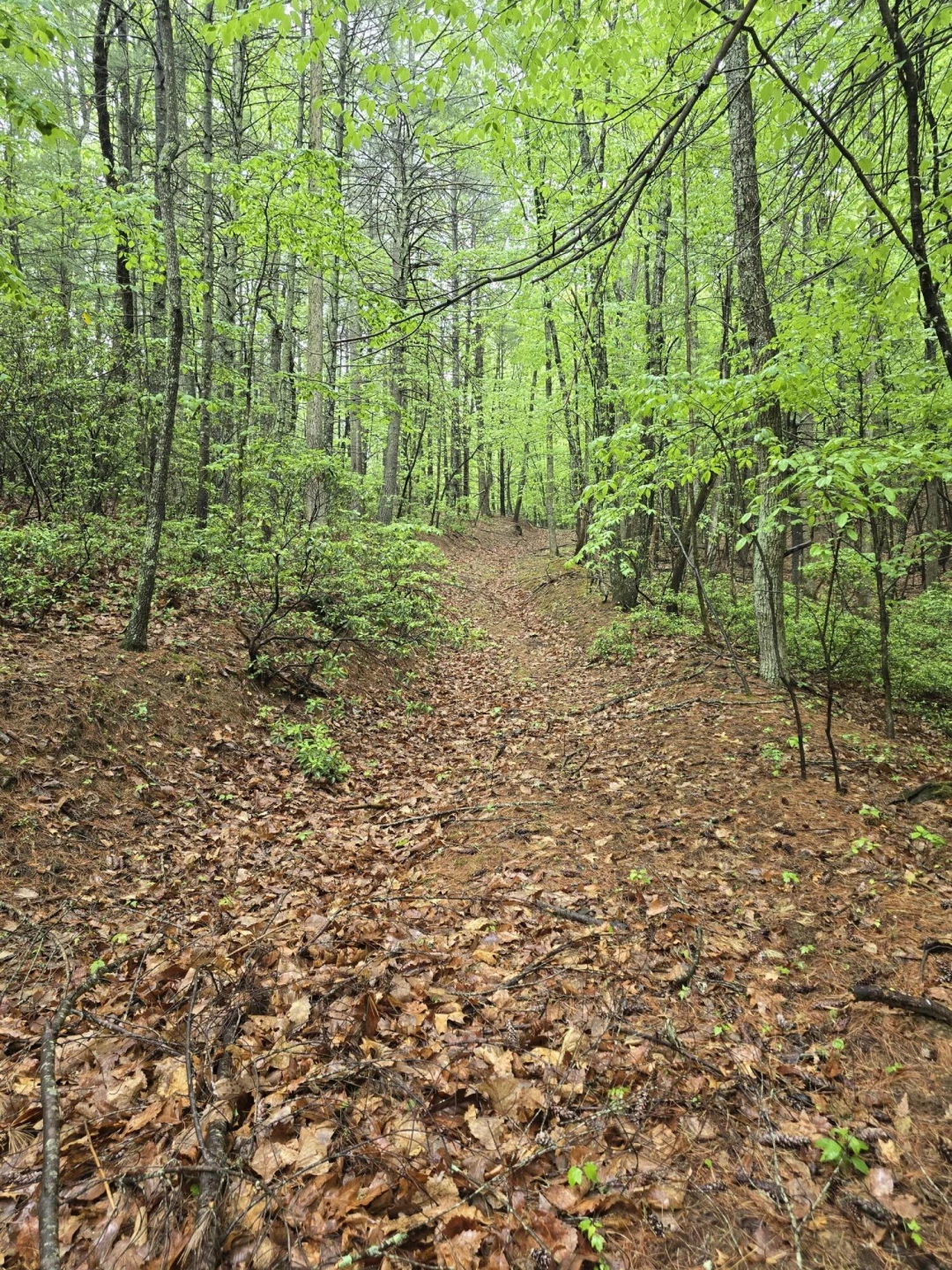 TBD AUDREY LN BLUE RIDGE, VA 24064 - Photo 36
