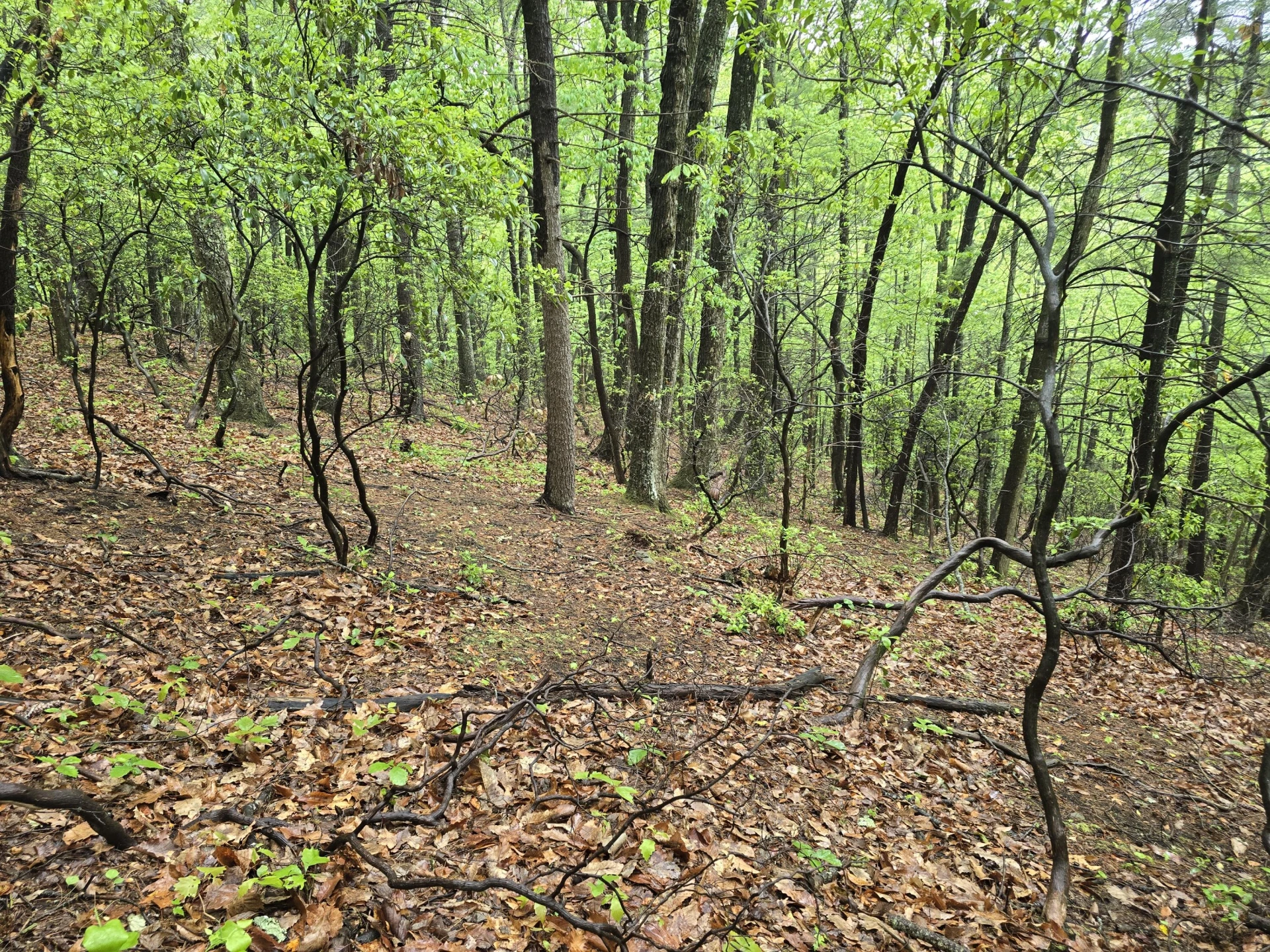 TBD AUDREY LN BLUE RIDGE, VA 24064 - Photo 38