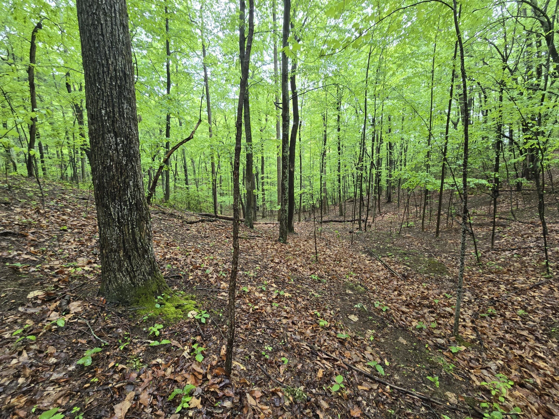 TBD AUDREY LN BLUE RIDGE, VA 24064 - Photo 40